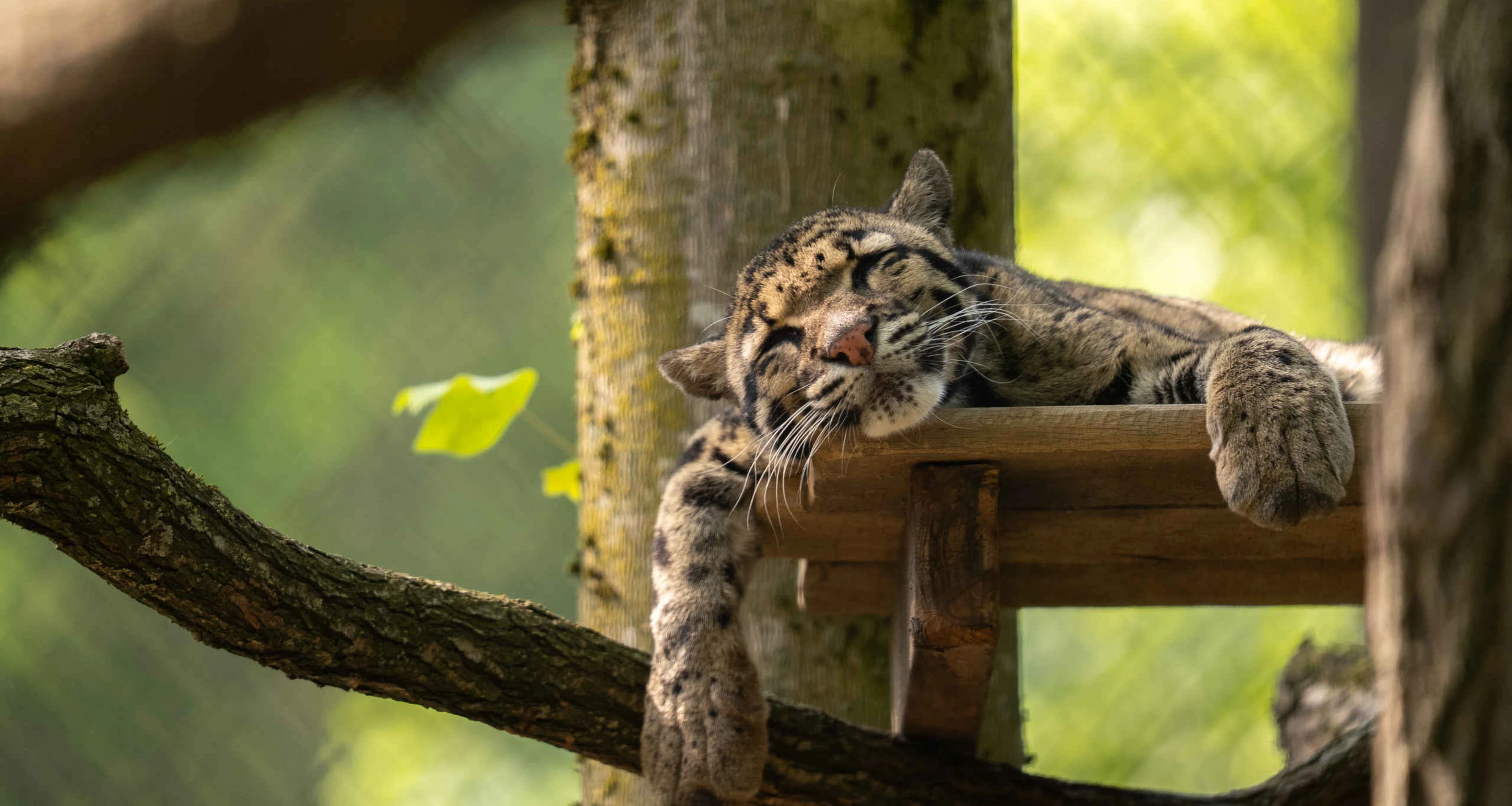 Een slapende nevelpanter op een plateau in het verblijf in ZooParc Overloon.
