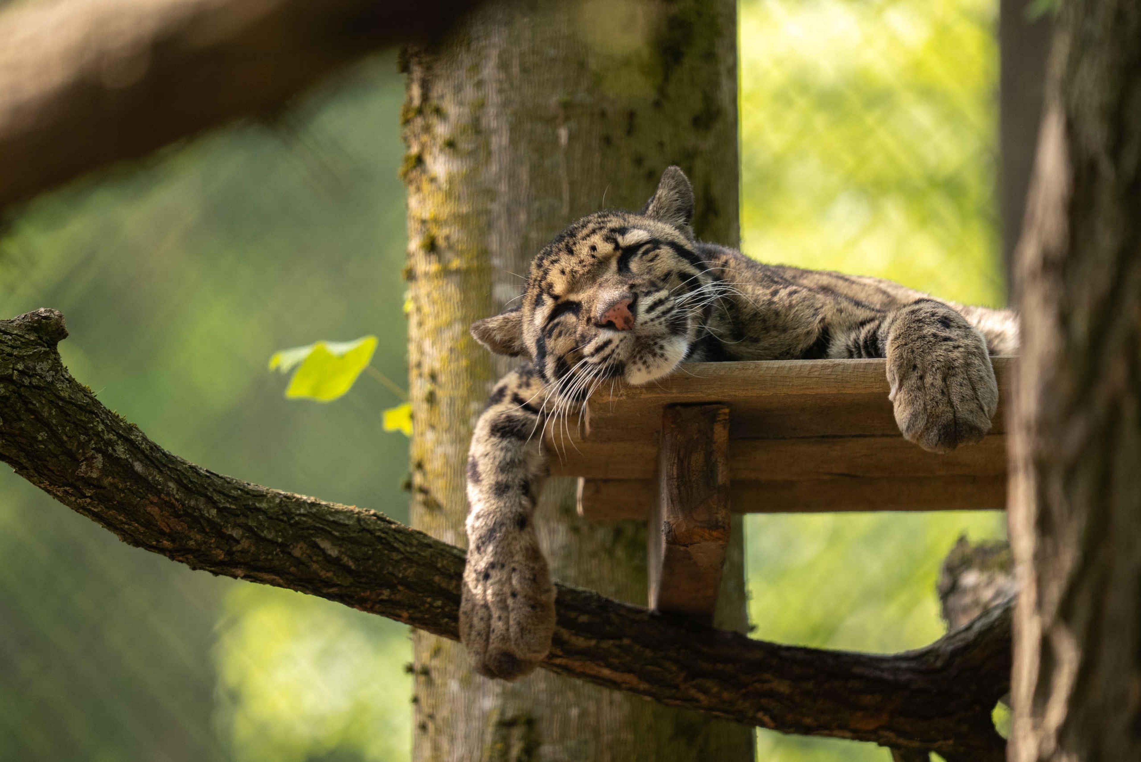 Nevelpanter ZooParc Overloon Dierentuintickets NL