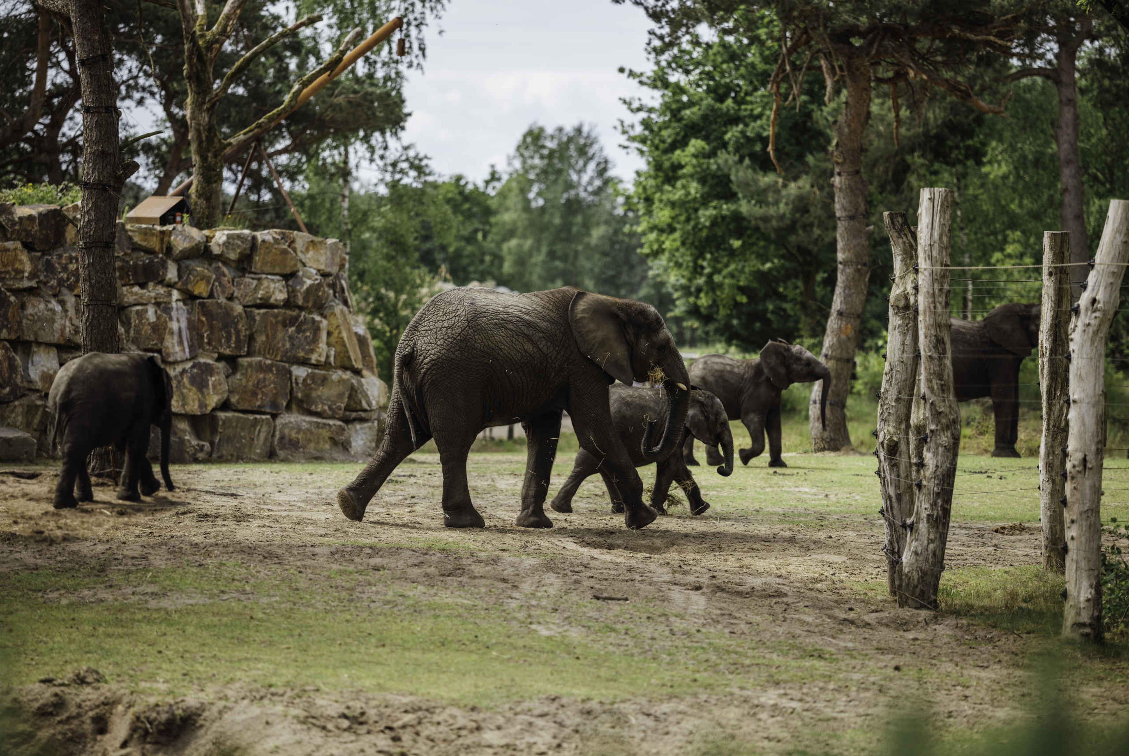 Een savanne met Afrikaanse savanneolifanten die je kan zien tijdens jouw bezoek aan Safaripark Beekse Bergen als je bij Safari Hotel Beekse Bergen overnacht.