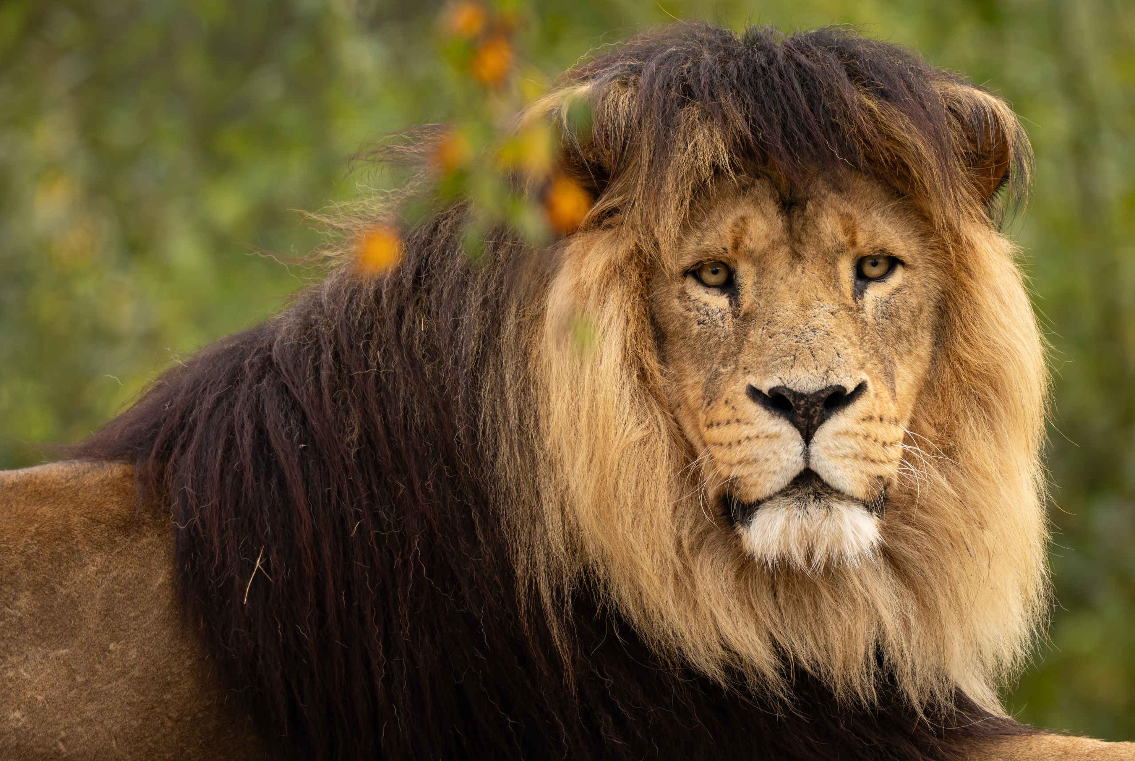 Een leeuw bij Safaripark Beekse Bergen.