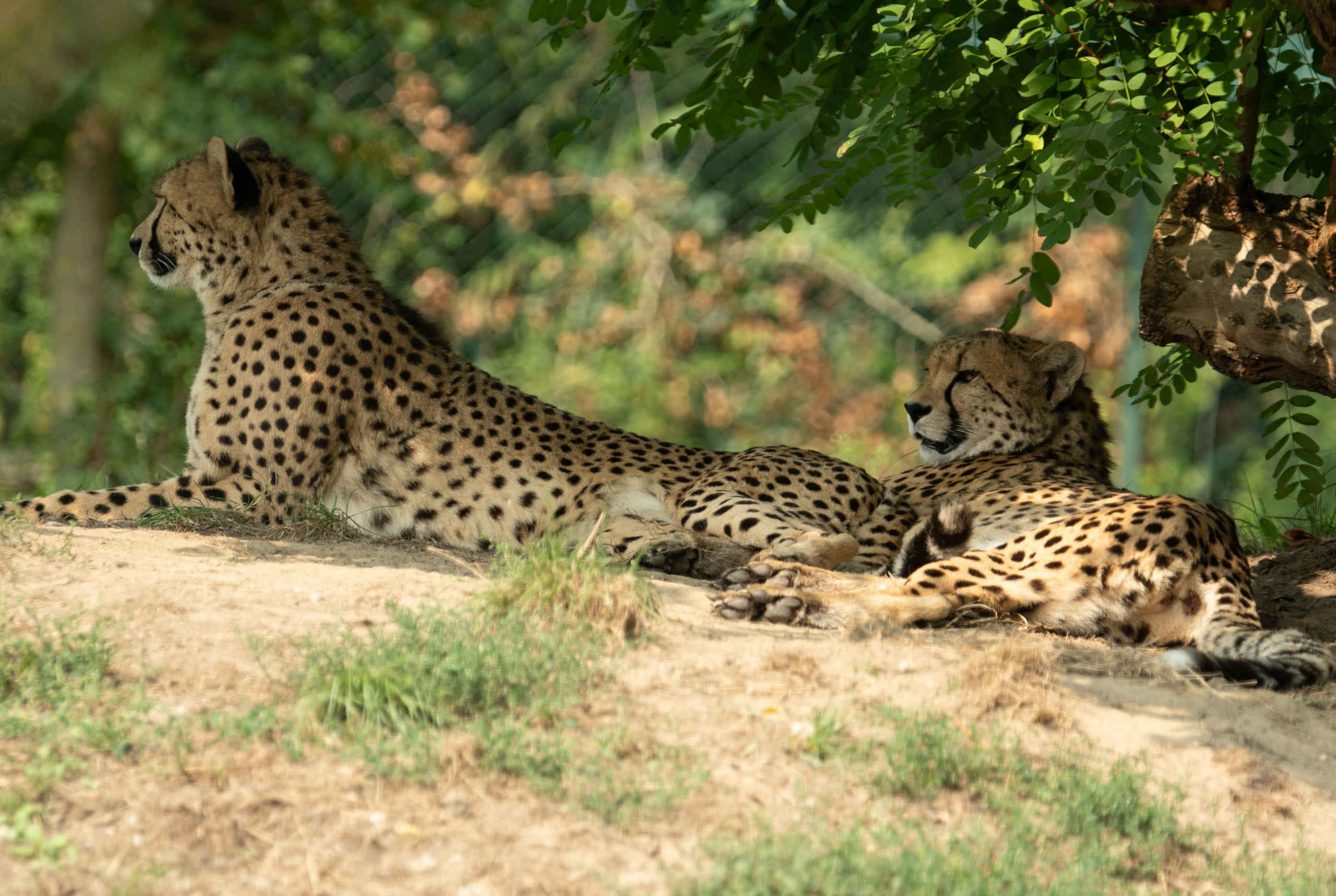 cheetas liggen in de schaduw in Eindhoven Zoo