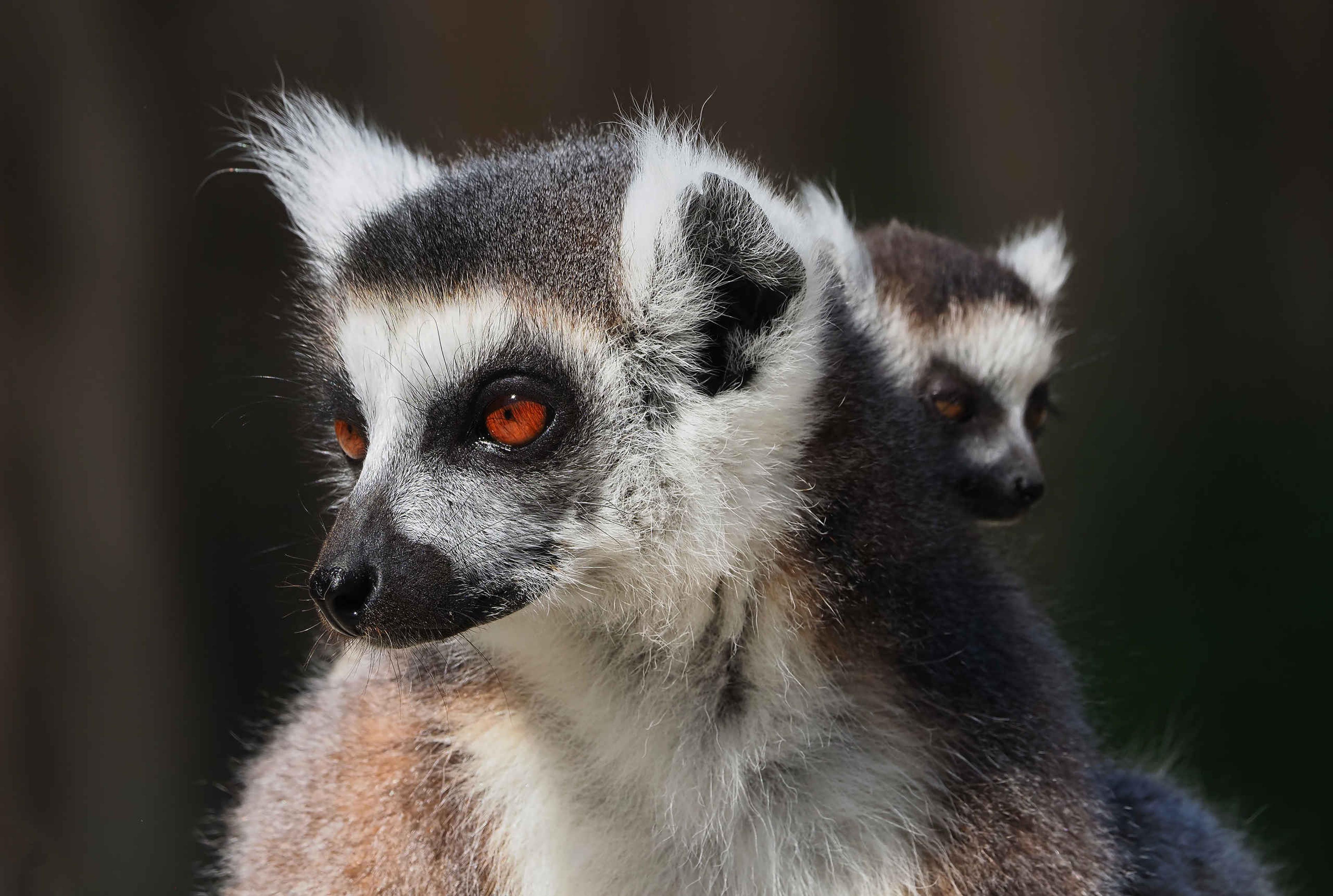 Een ringstaartmaki met haar jong bij ZooParc Overloon.