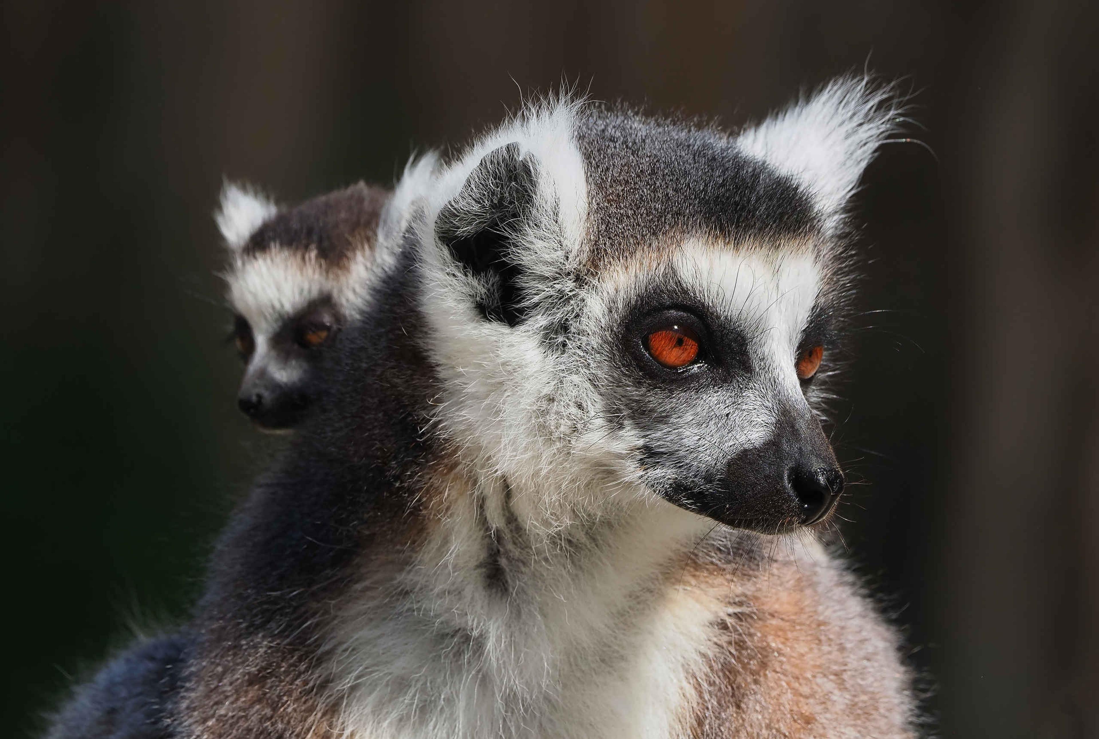 Een jonge ringstaartmaki zit op de rug van haar moeder bij ZooParc Overloon.