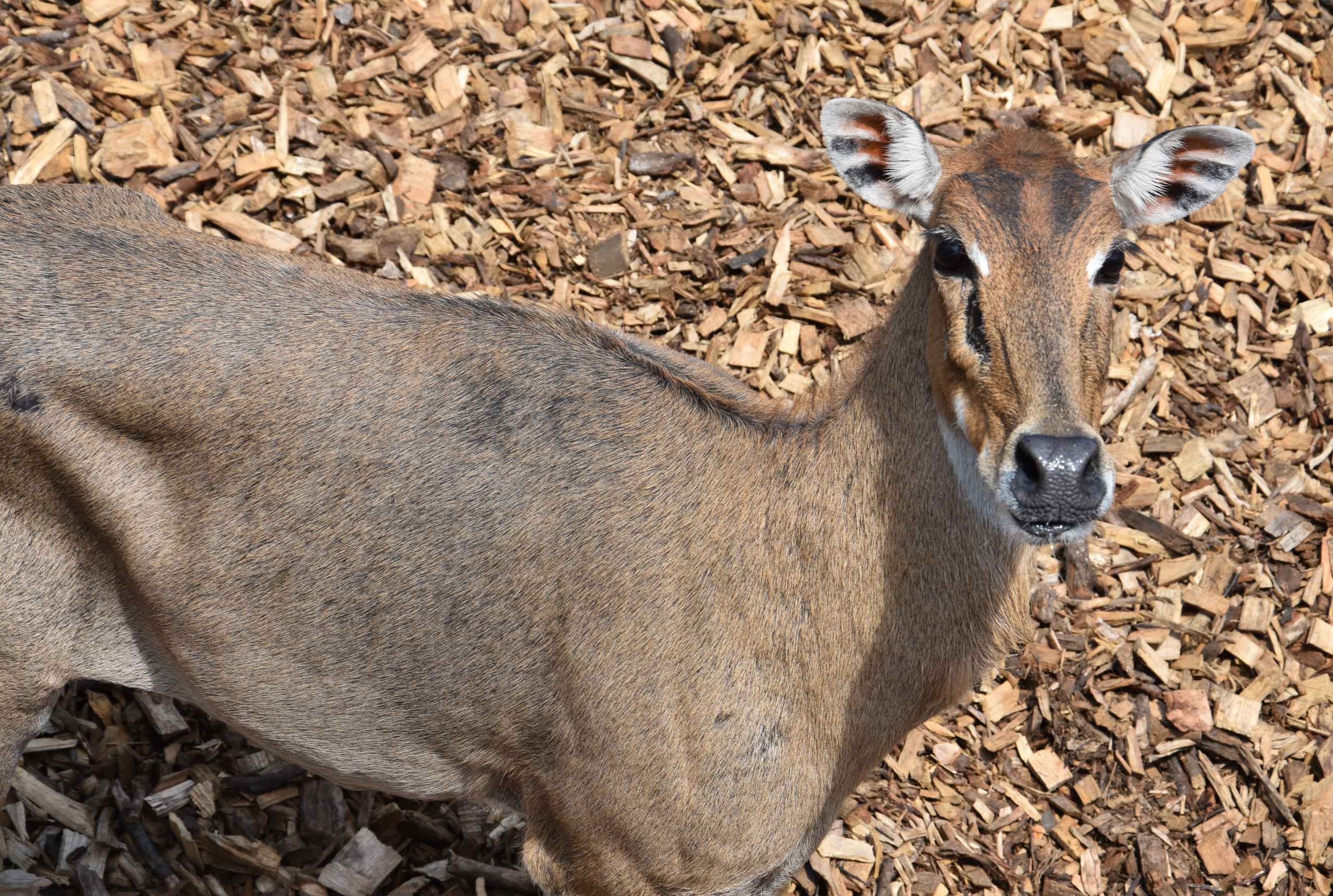 Een nijlgau in de zon bij Eindhoven Zoo.