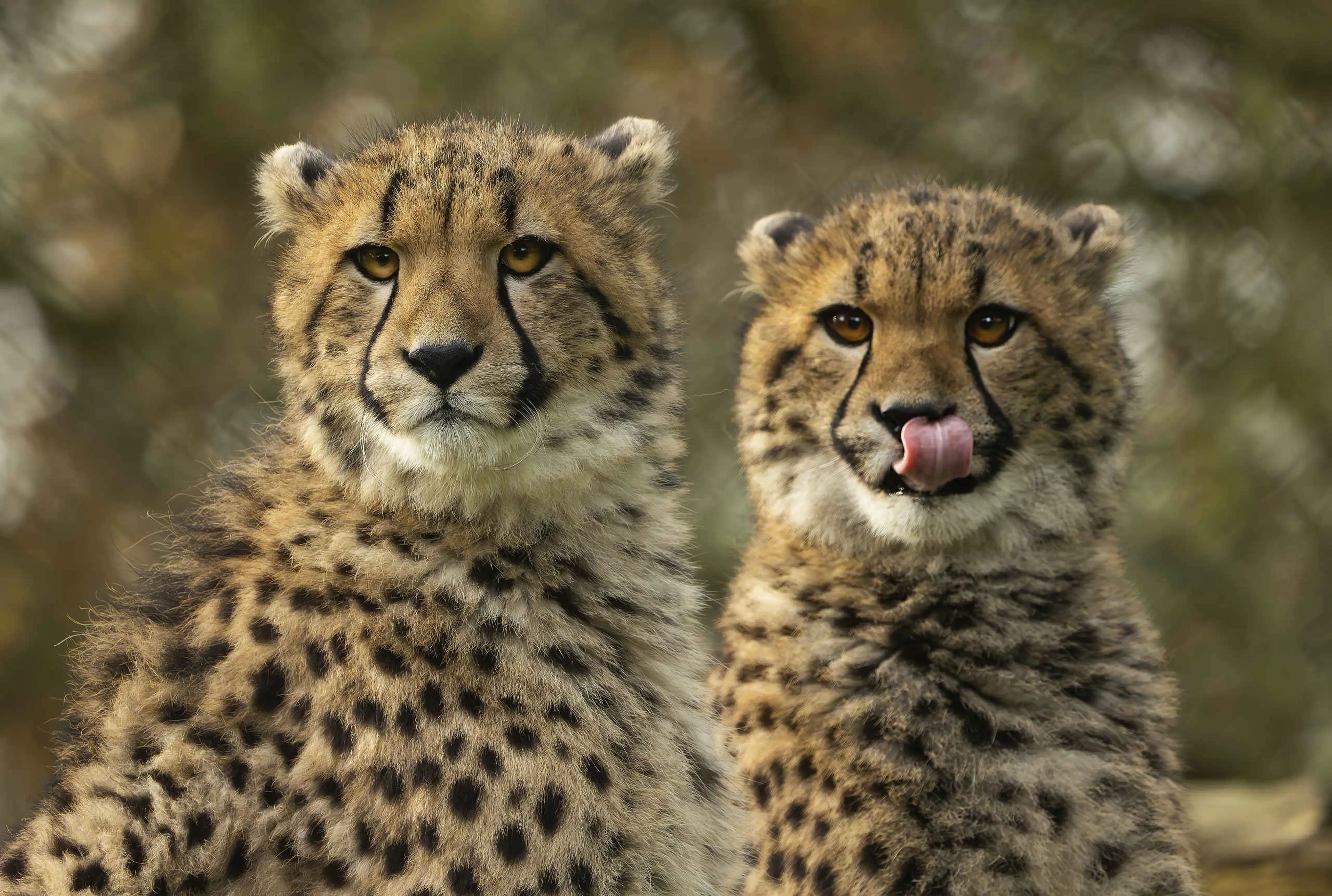 Close-up van twee jonge cheeta's in Safaripark Beekse Bergen