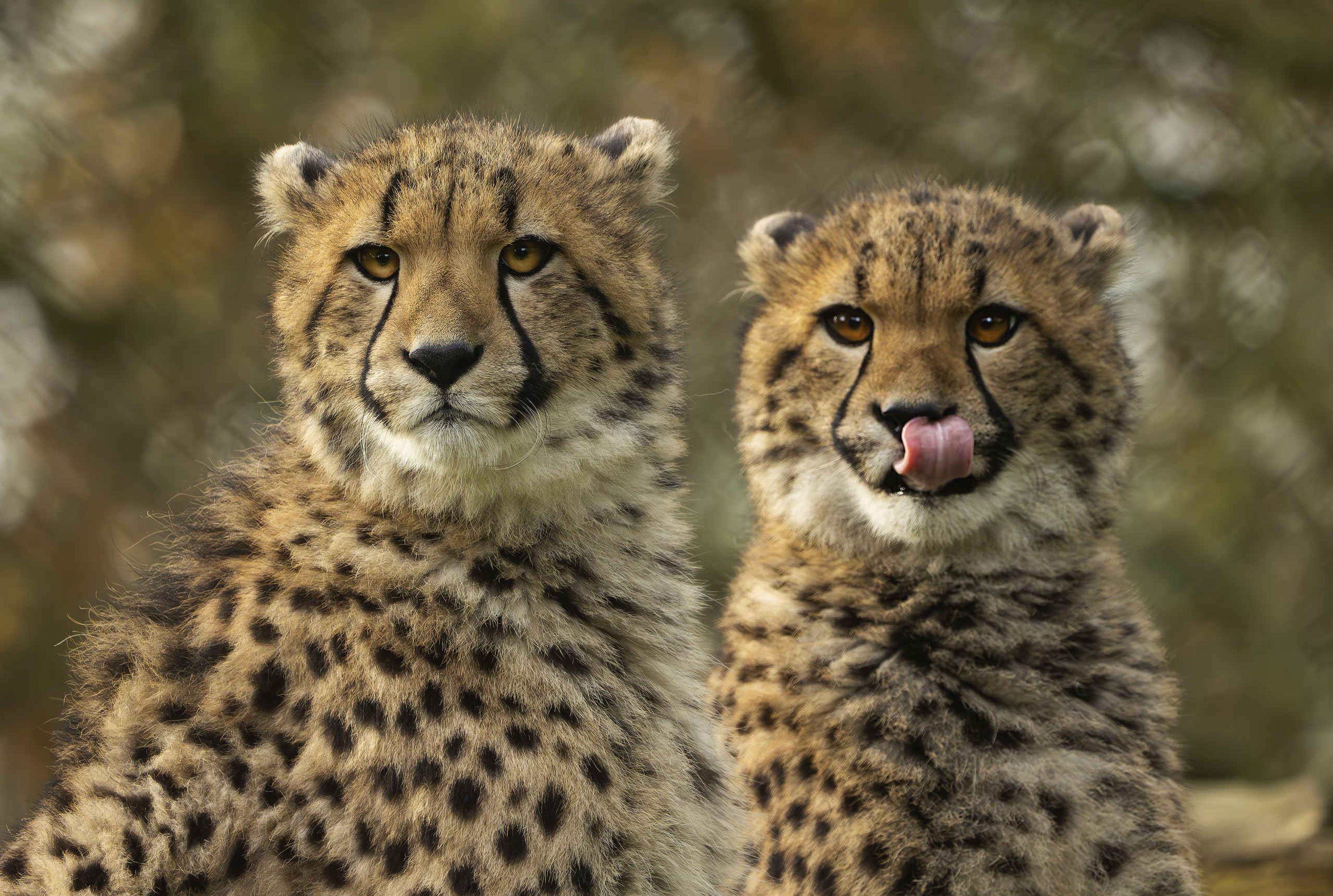 Close-up van twee jonge cheeta's in Safaripark Beekse Bergen