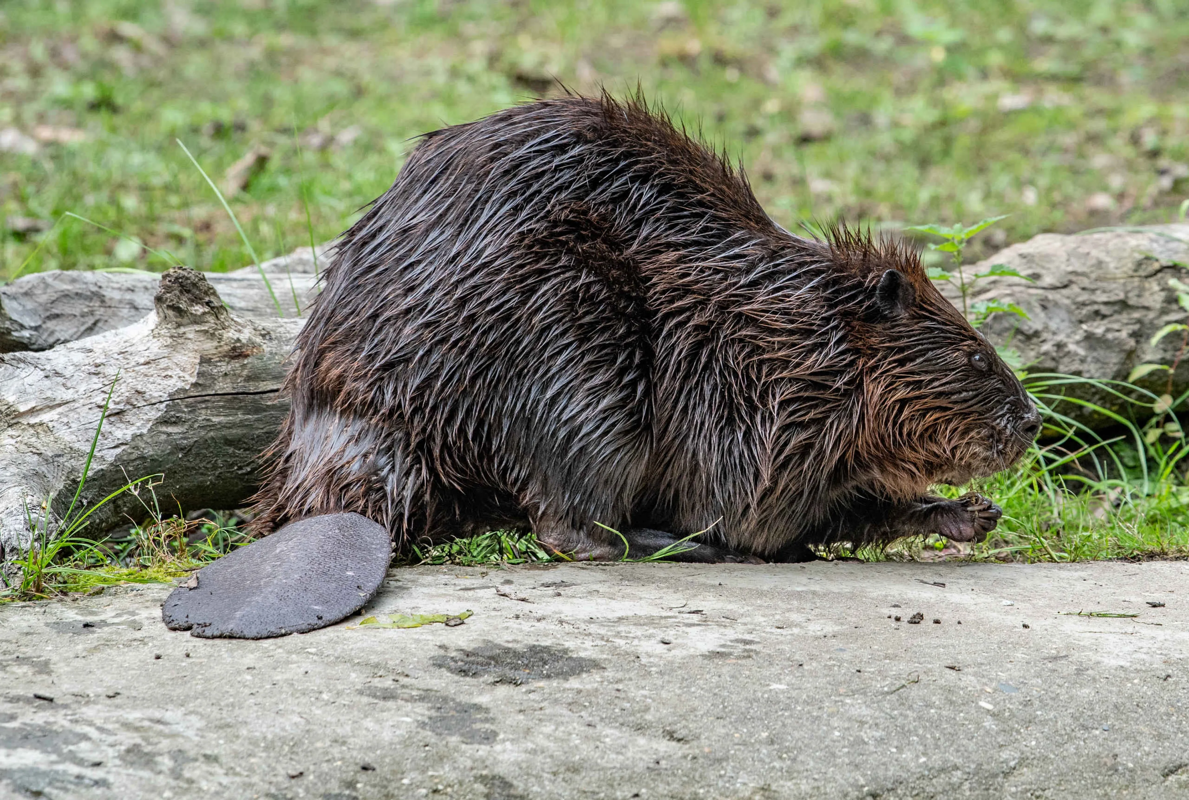 Een Canadese bever bij Eindhoven Zoo.
