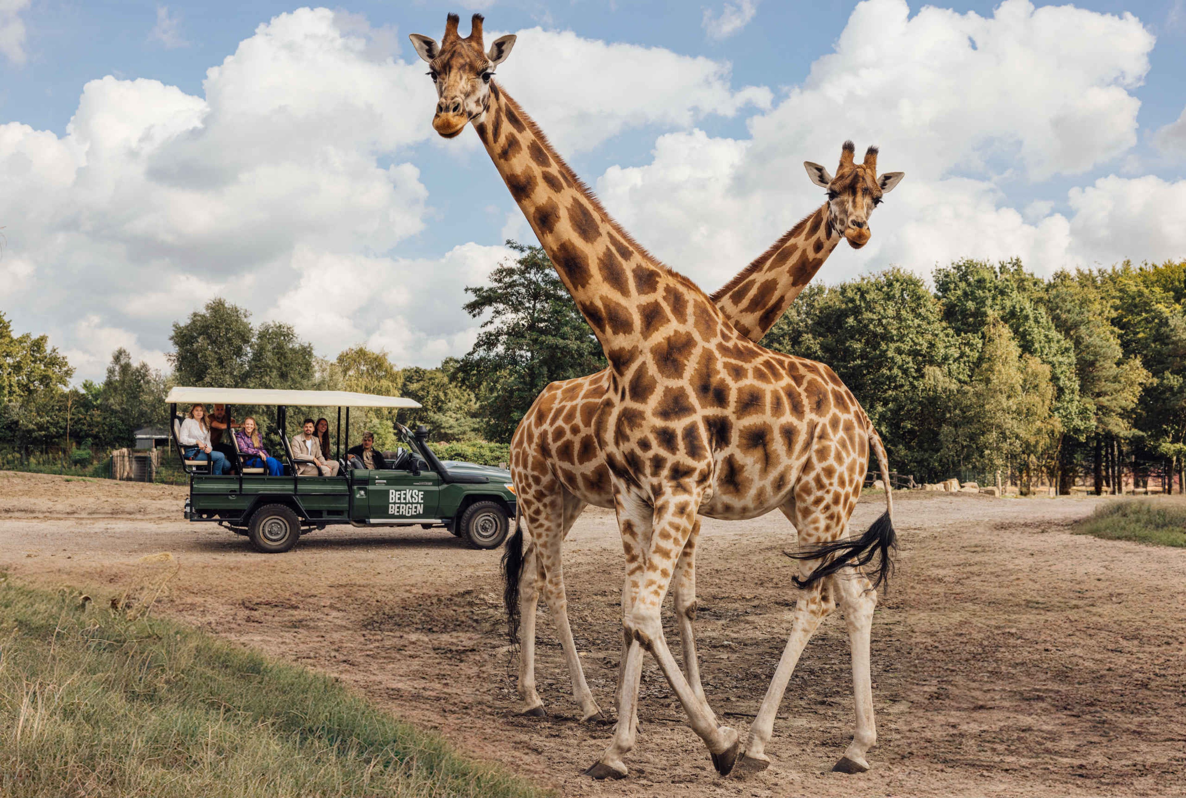 Giraf gamedrive in Safaripark Beekse Bergen Kasteel Steenenburg