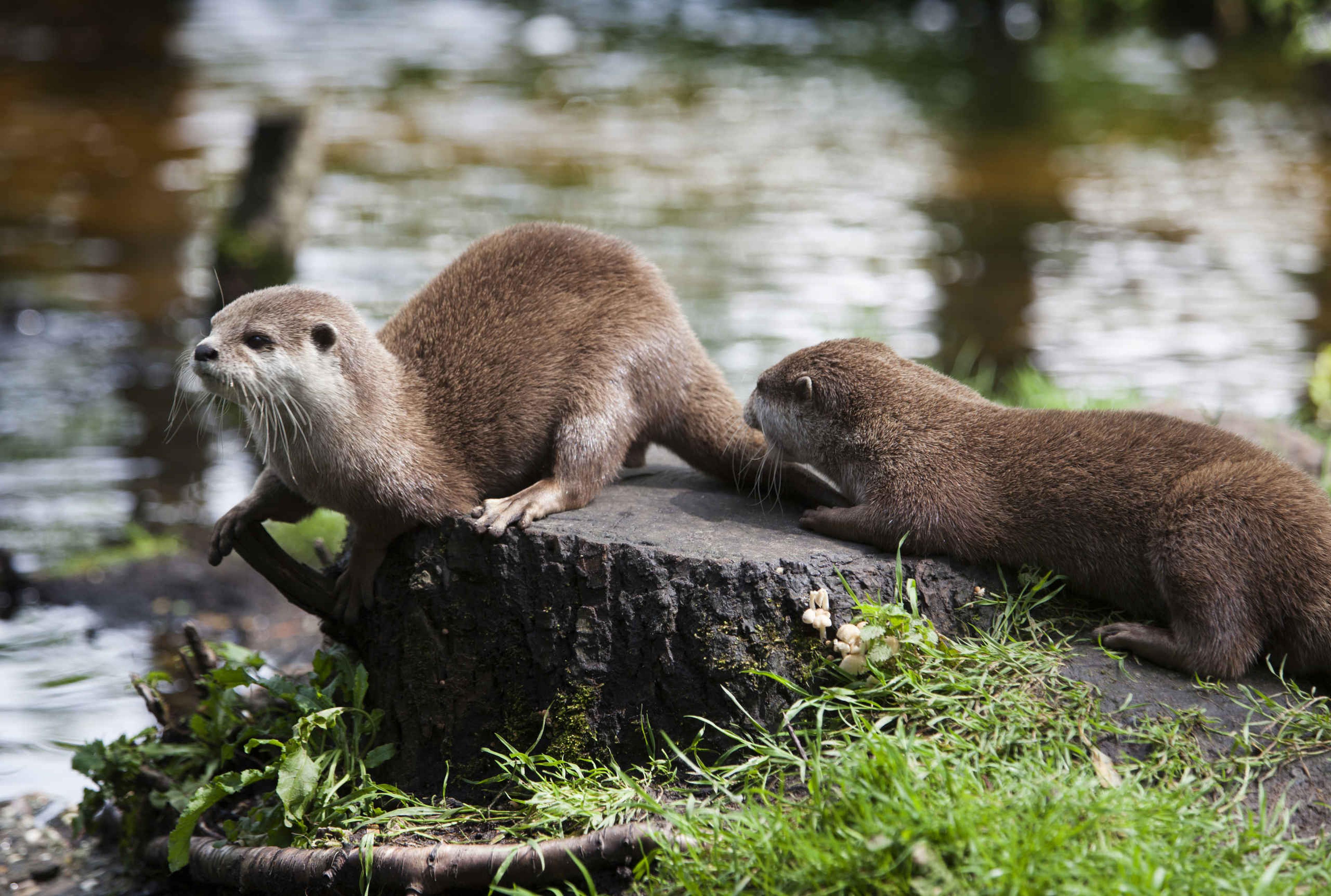 Twee otters kleinklauwotter bij water AquaZoo Leeuwarden
