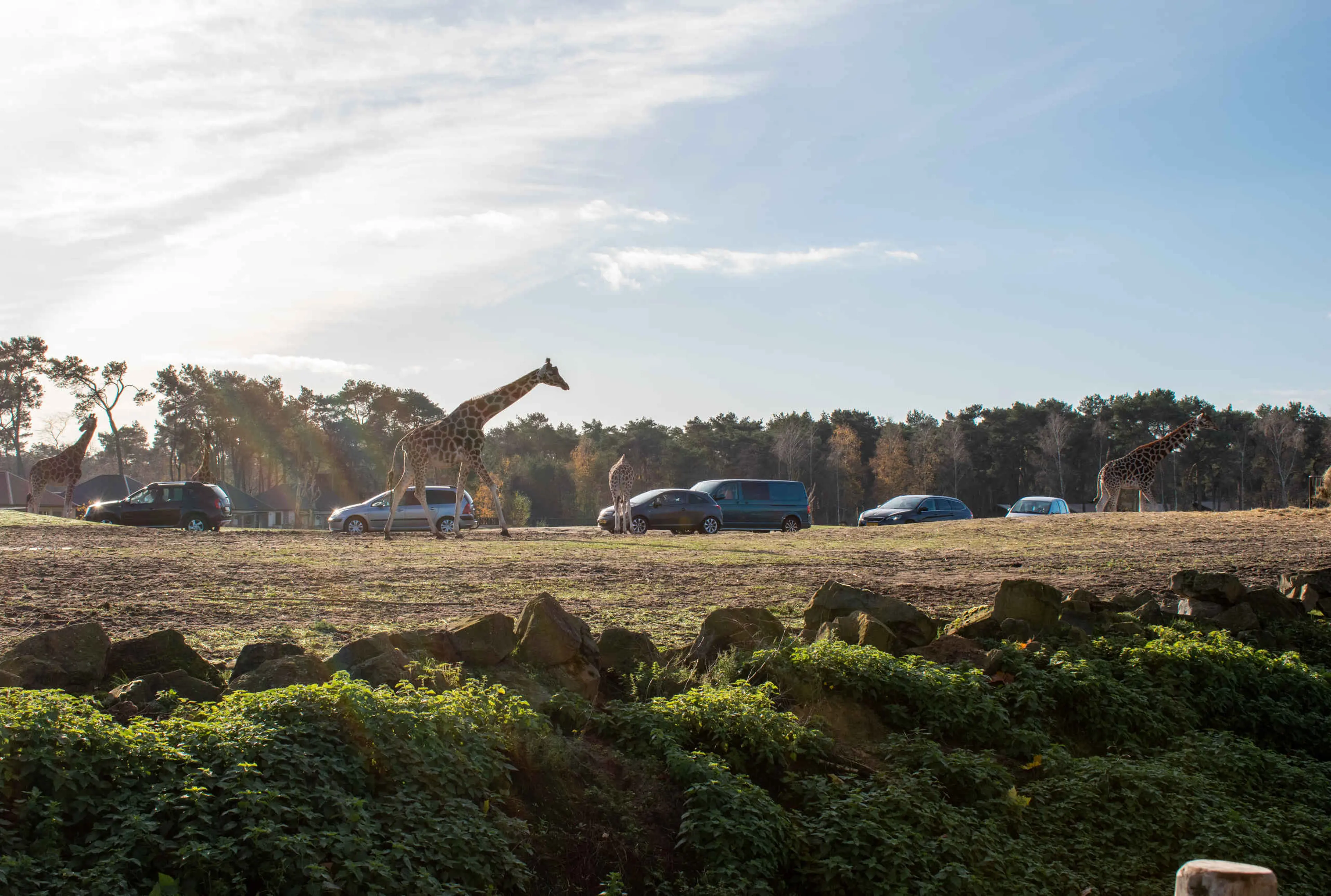 Autosafari in Safaripark Beekse Bergen