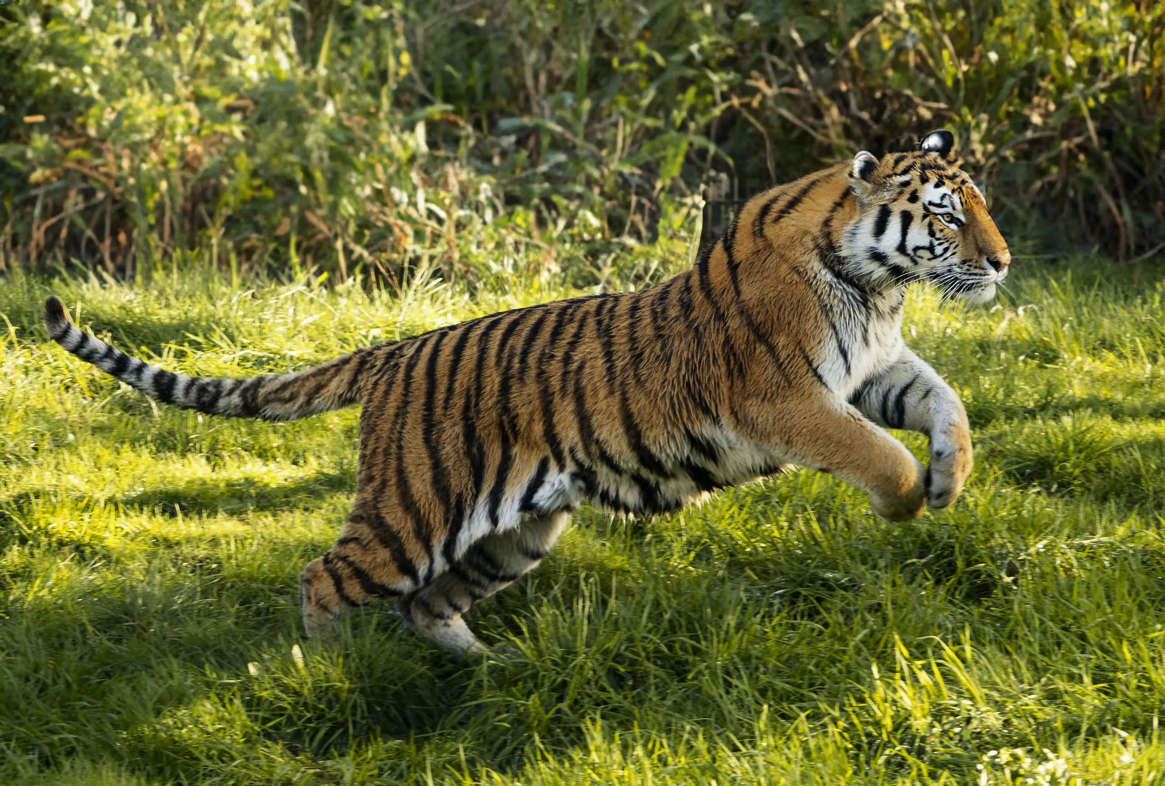 Een amoertijger springt in het gras in safaripark Beekse Bergen.
