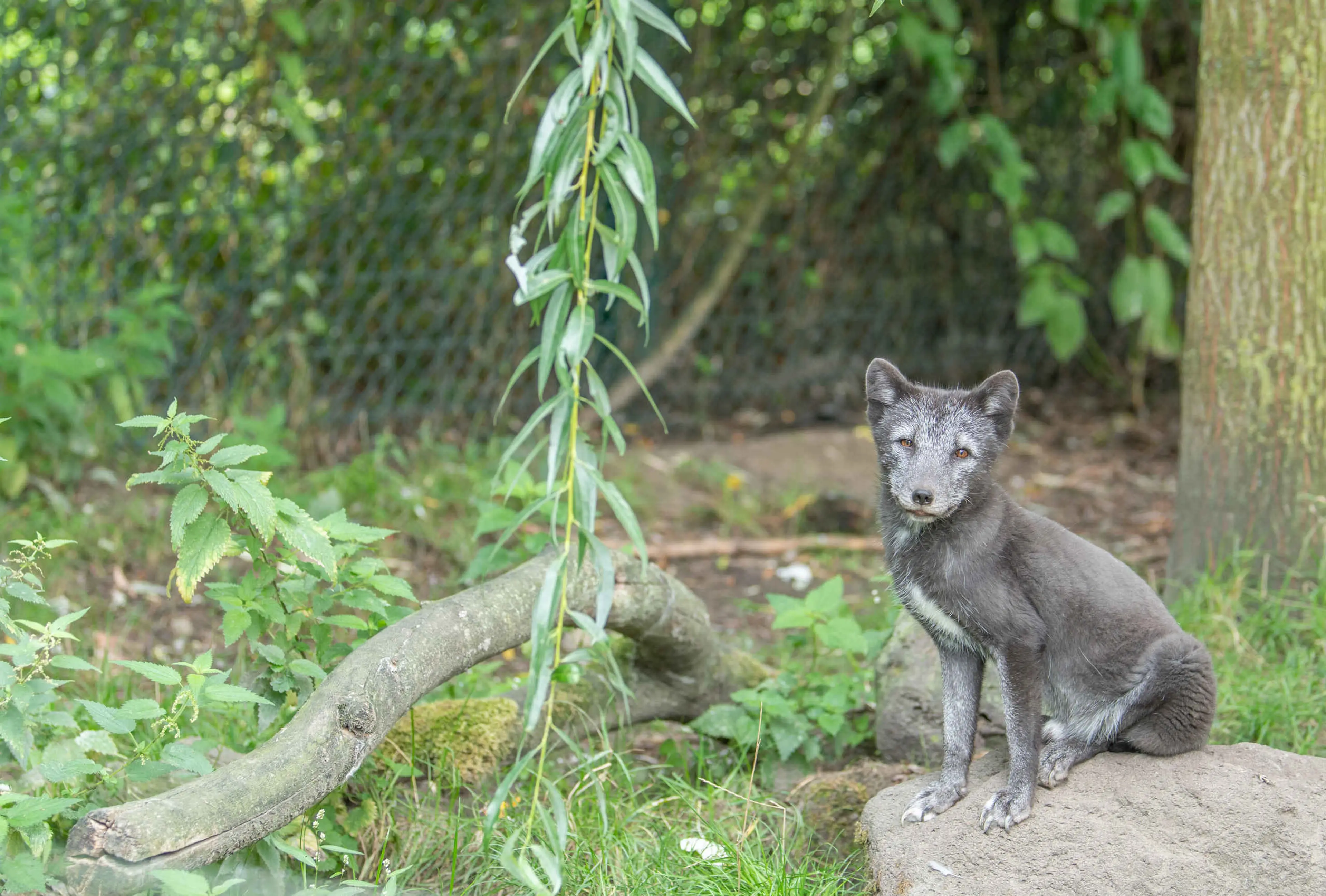Diersoort poolvos op steen Eindhoven Zoo