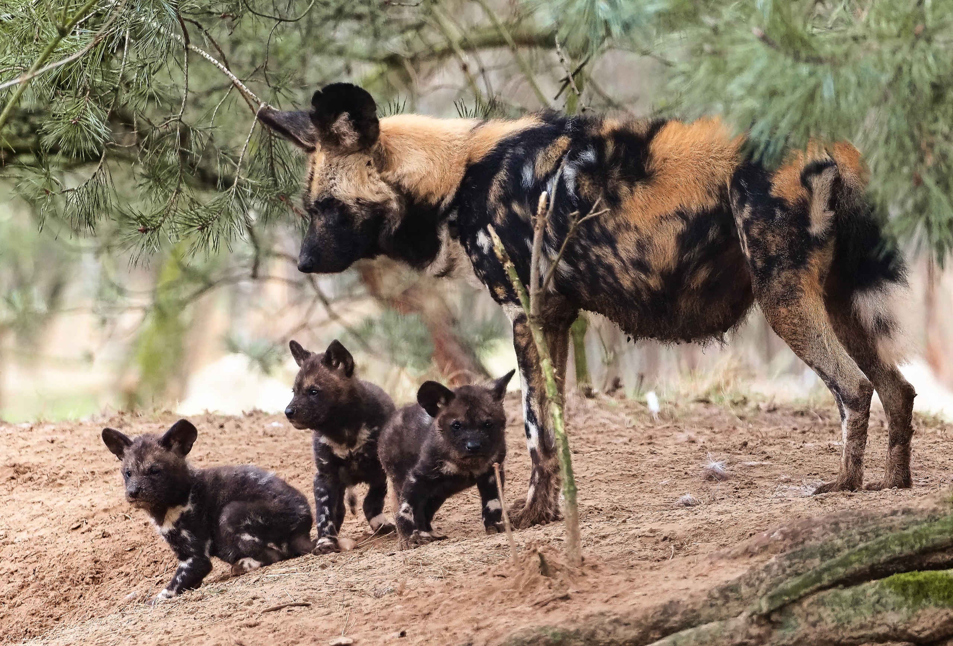 Wilde hond met jongen in Safaripark Beekse Bergen