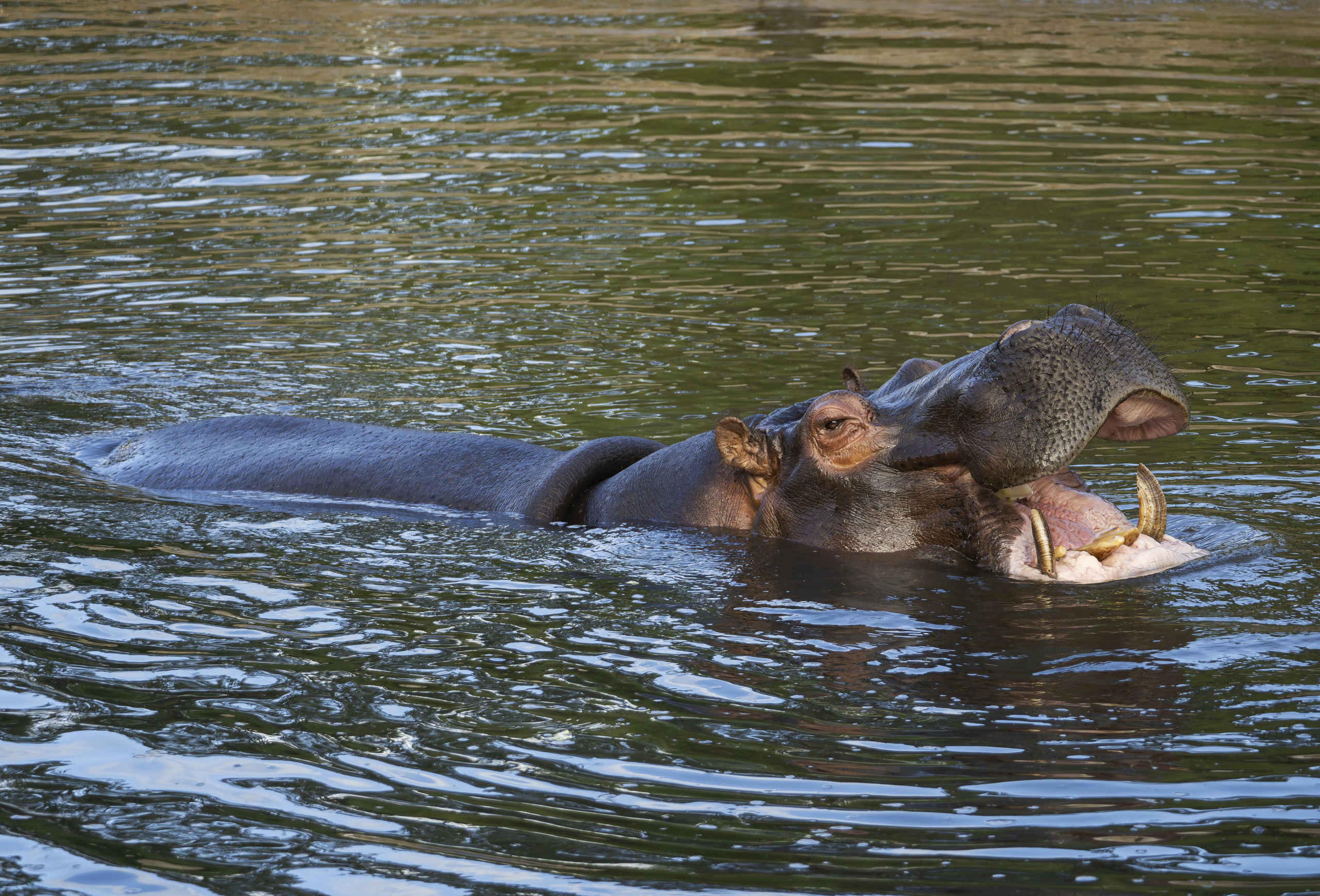 Zwemmen nijlpaard close-up Safaripark Beekse Bergen