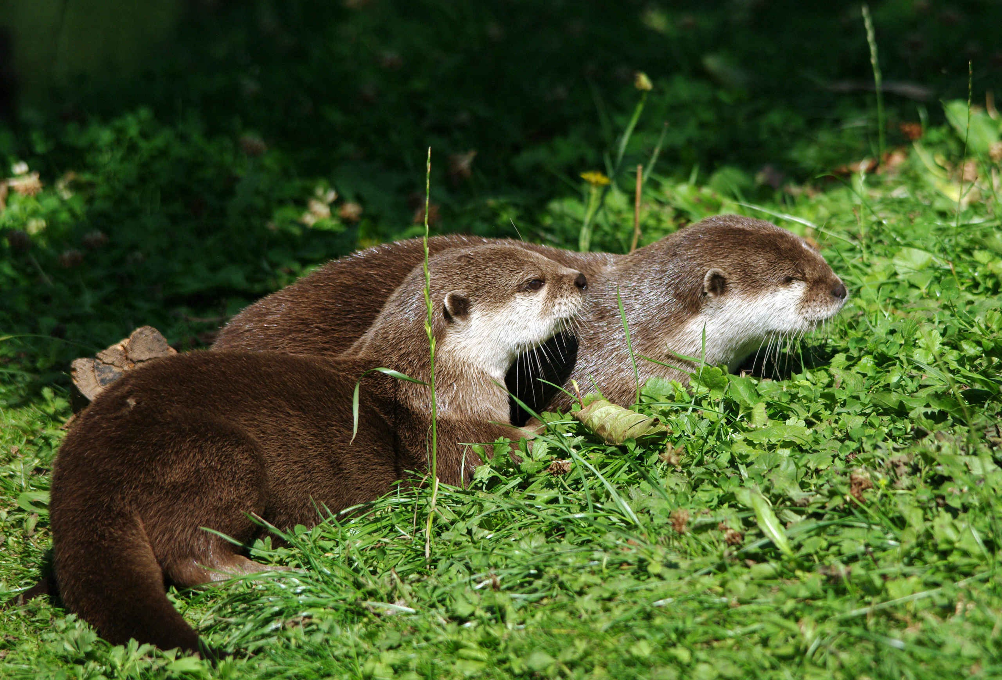 Aziatische kleinklauwotters buiten in AquaZoo Leeuwarden