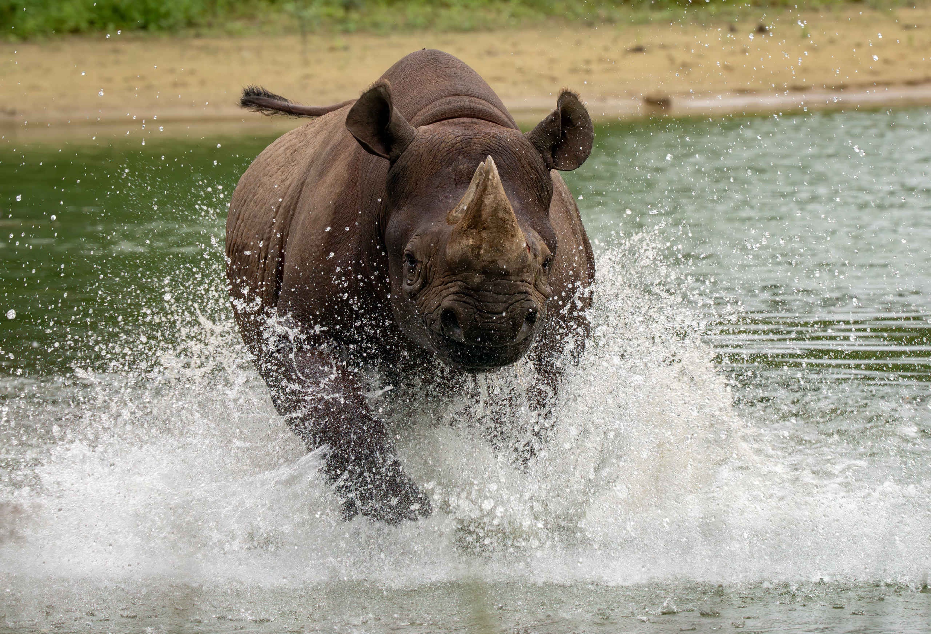 Puntlipneushoorn in het water in Safaripark Beekse Bergen