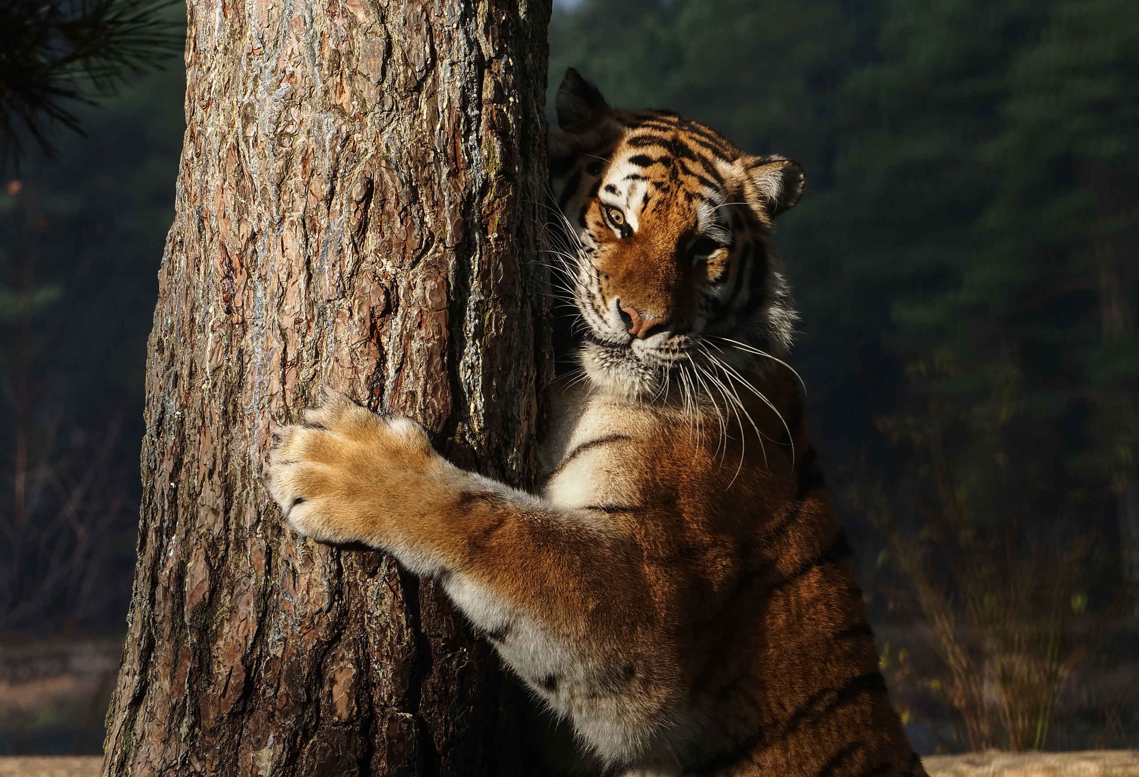Een amoertijger krapt aan een boom in safaripark Beekse Bergen.