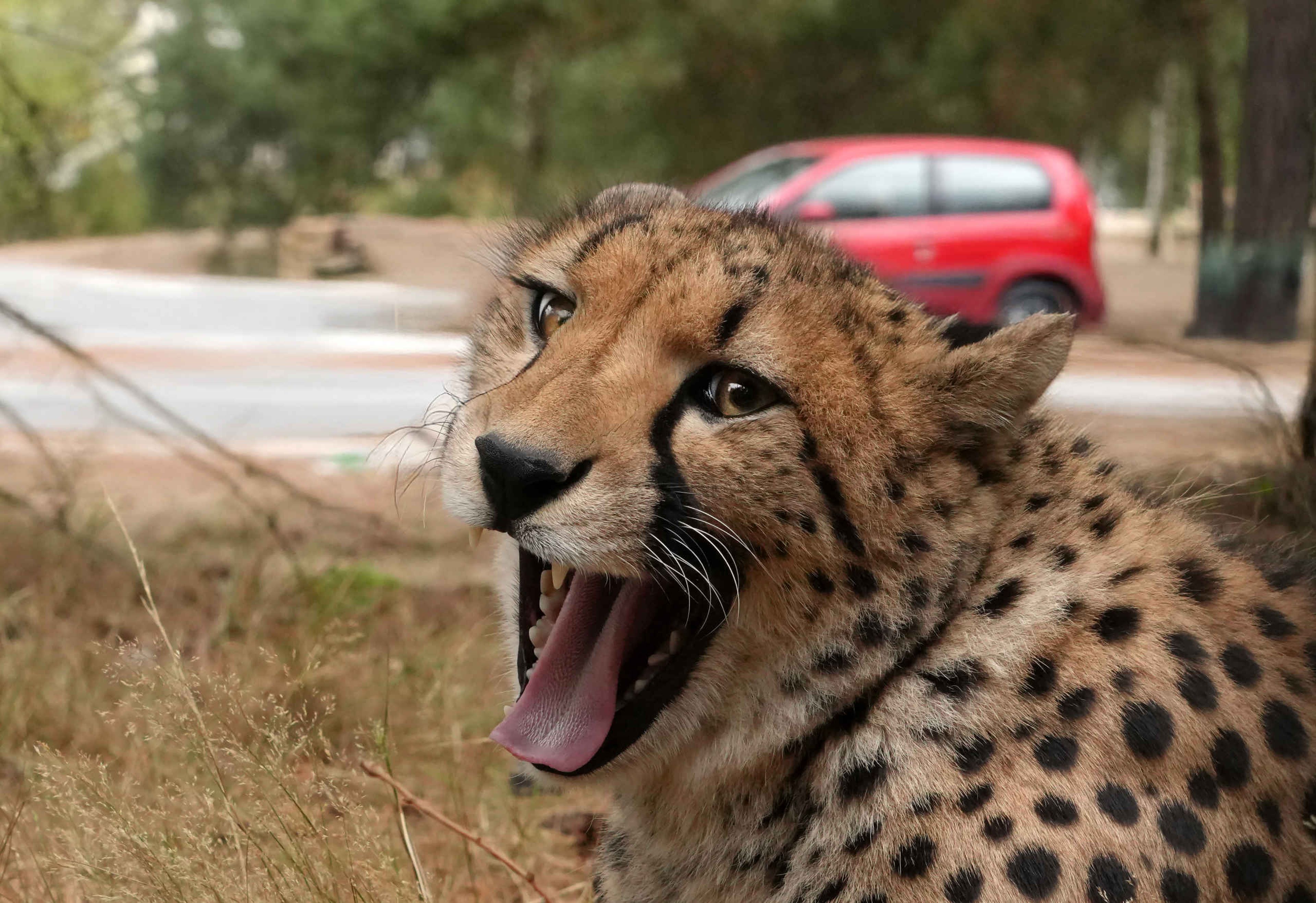 Cheeta in de nieuwe autosafari in Safaripark Beekse Bergen