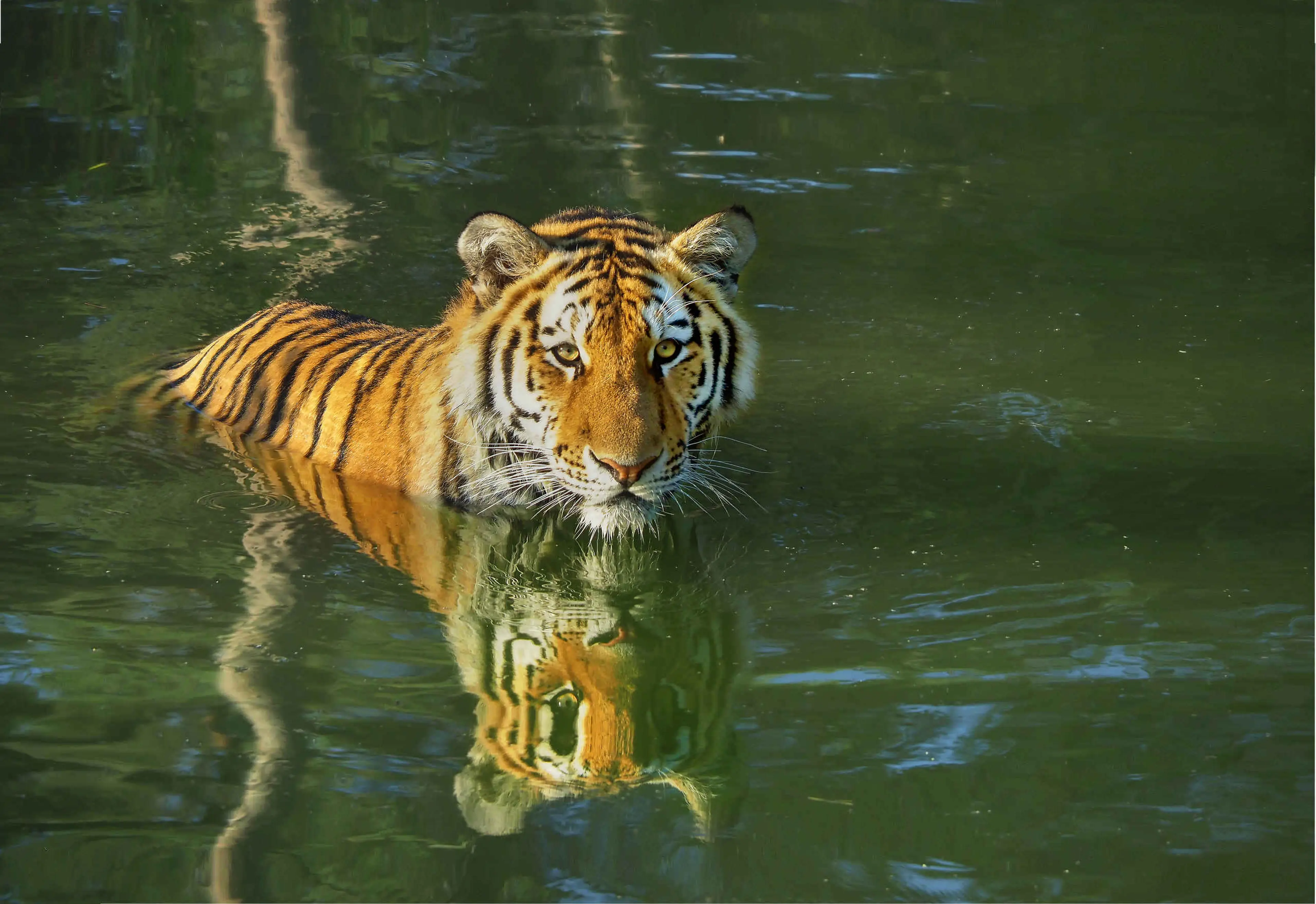 Een amoertijger is aan het zwemmen bij AquaZoo.