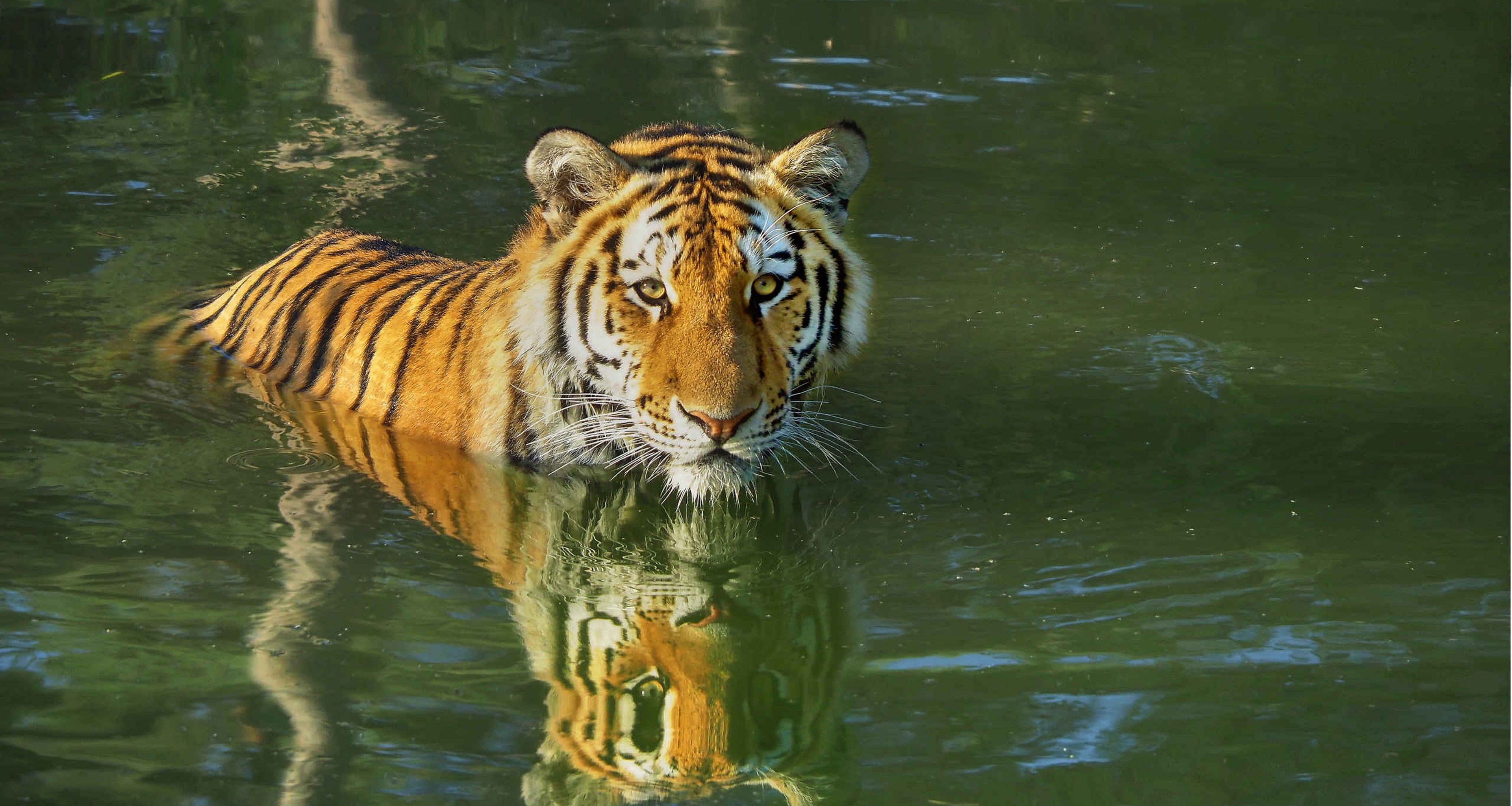 Een amoertijger is aan het zwemmen bij AquaZoo.