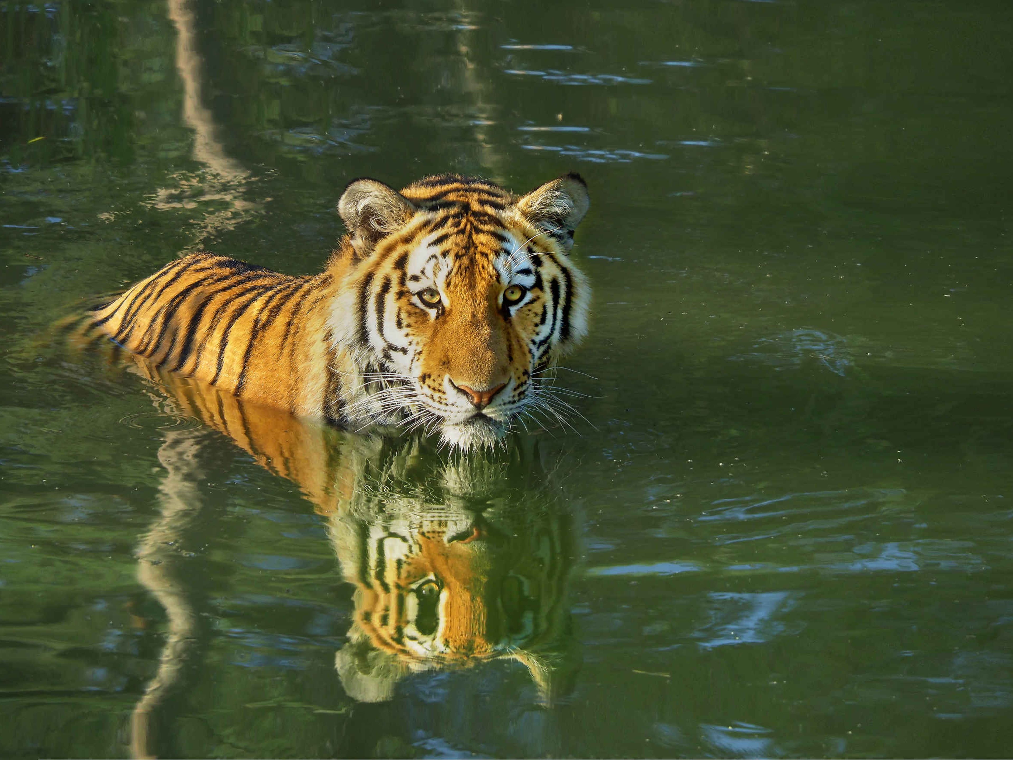 Een amoertijger is aan het zwemmen bij AquaZoo.