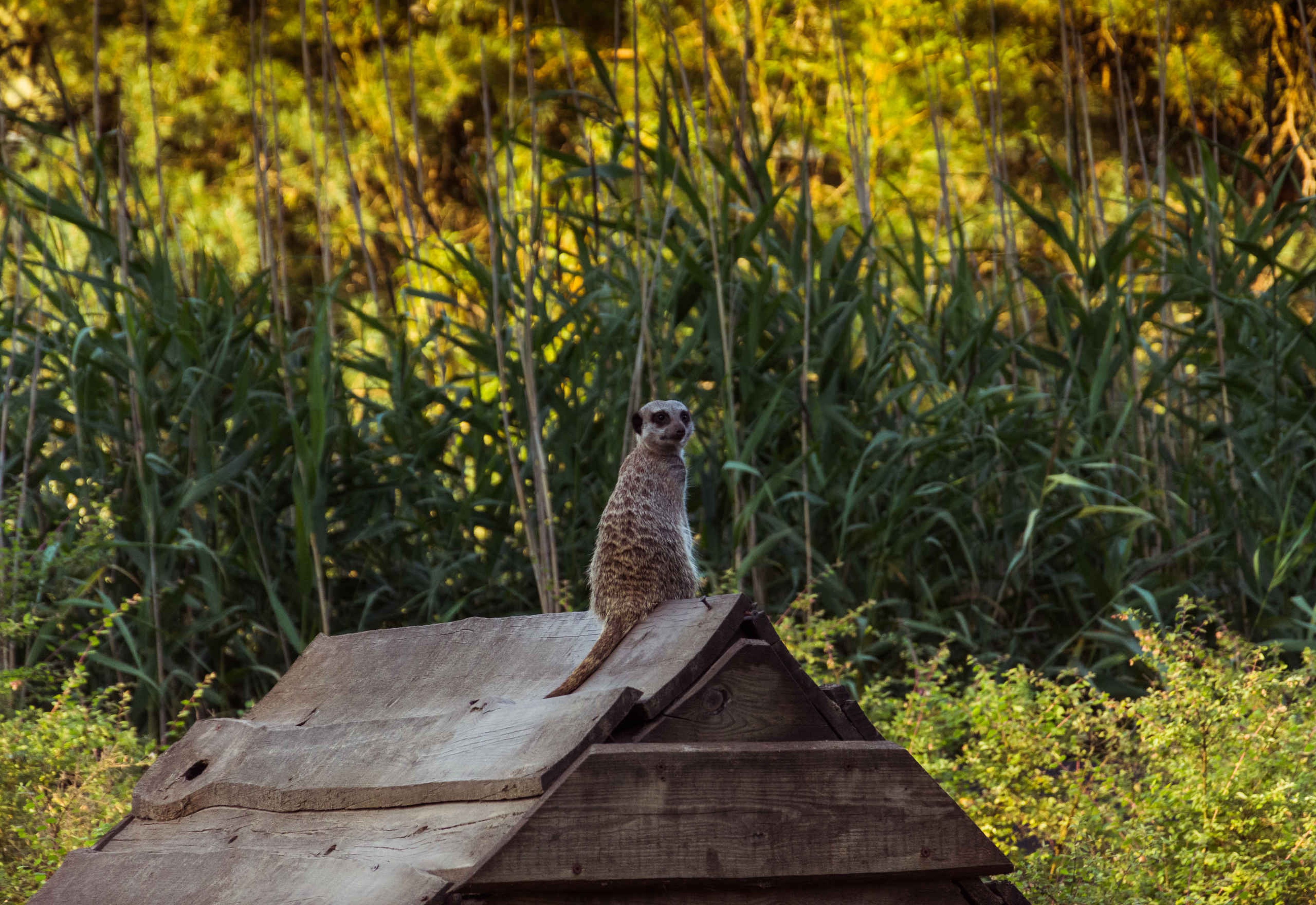 Stokstaartje op een dak in de avond Safaripark Beekse Bergen