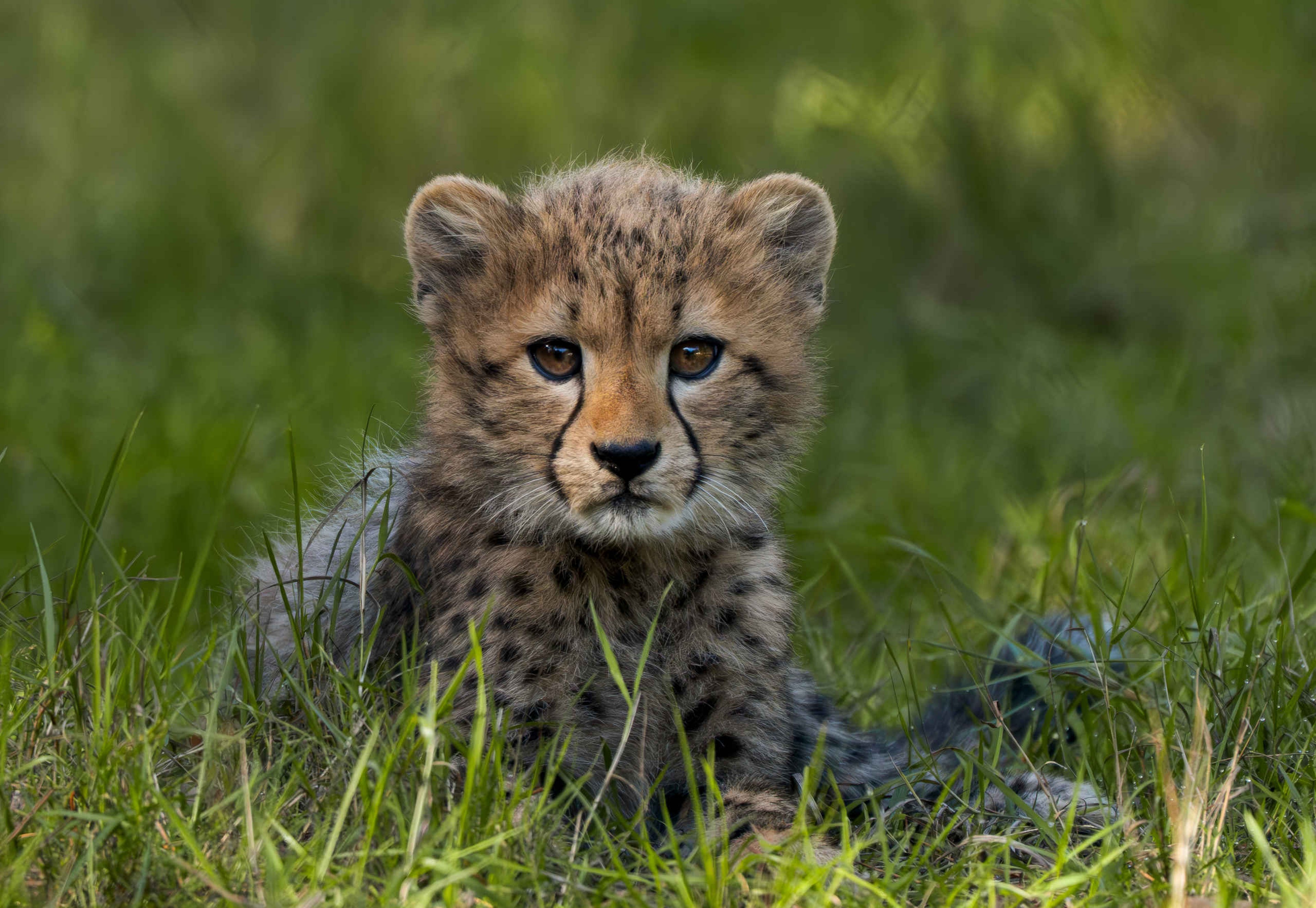 Herfst jonge cheeta in Safaripark Beekse Bergen