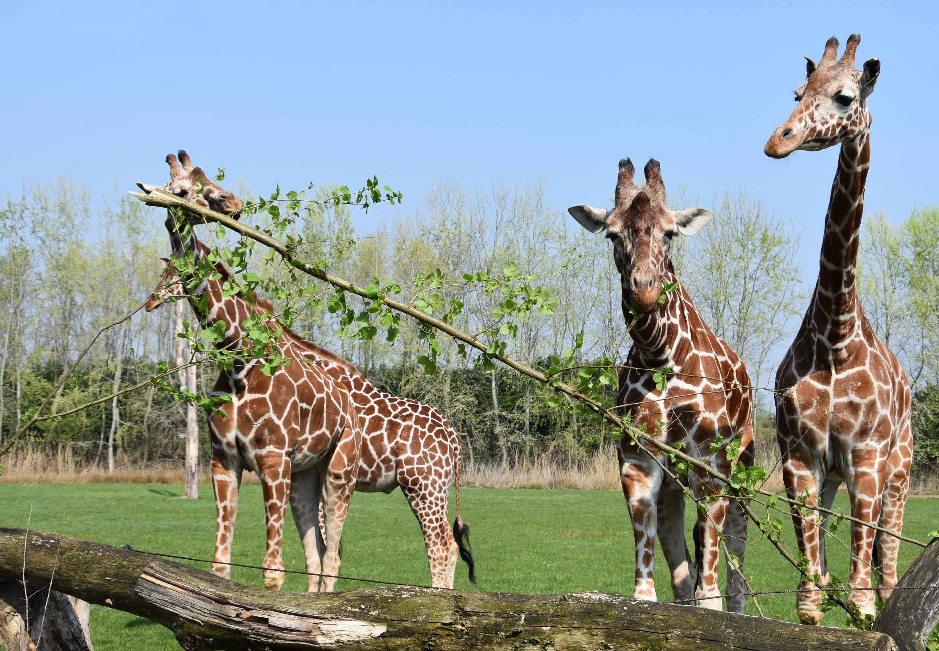 Giraffen eten takken ZooParc Overloon