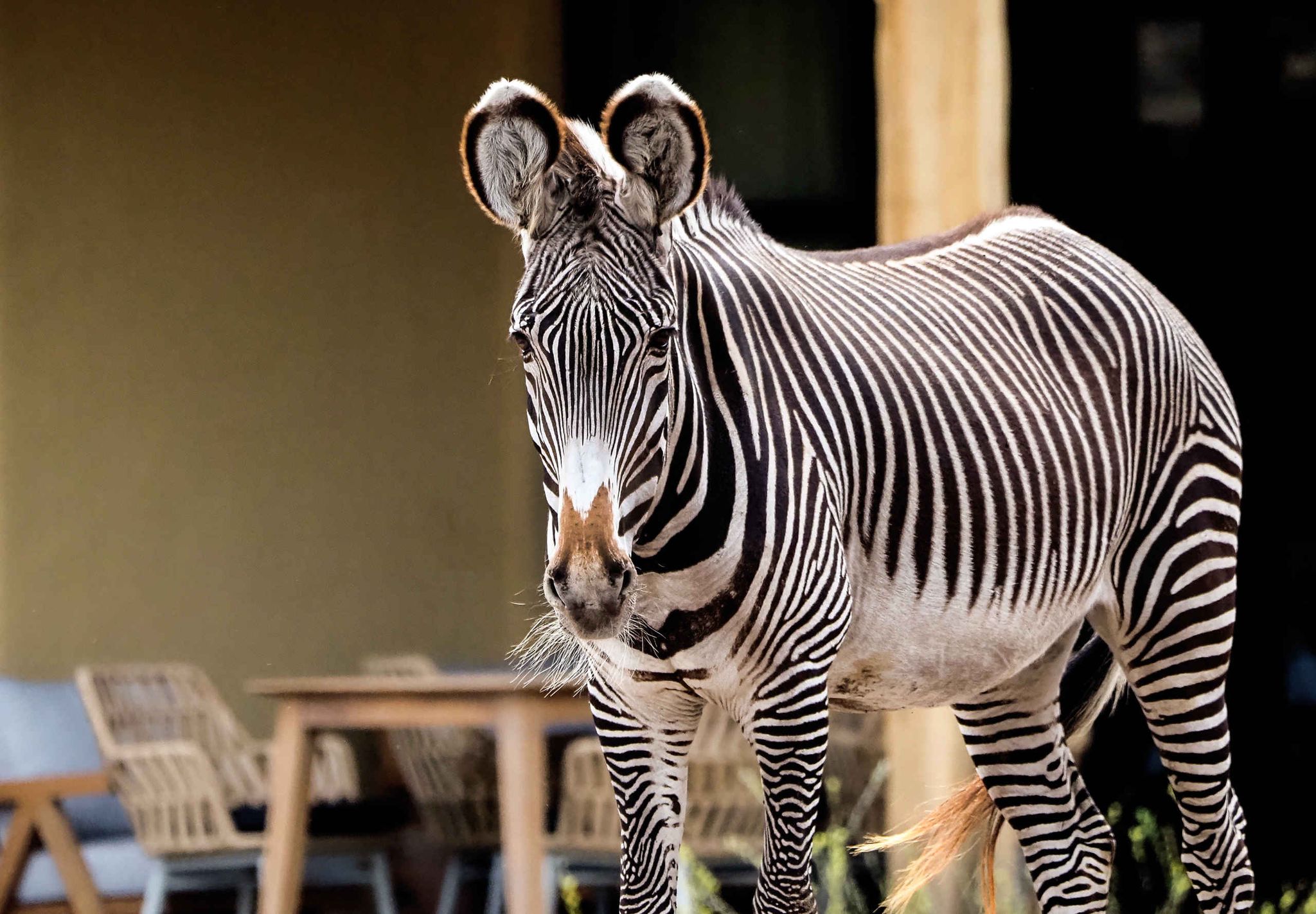 Een zebra staat op de savanne bij het Safari Hotel Beekse Bergen.