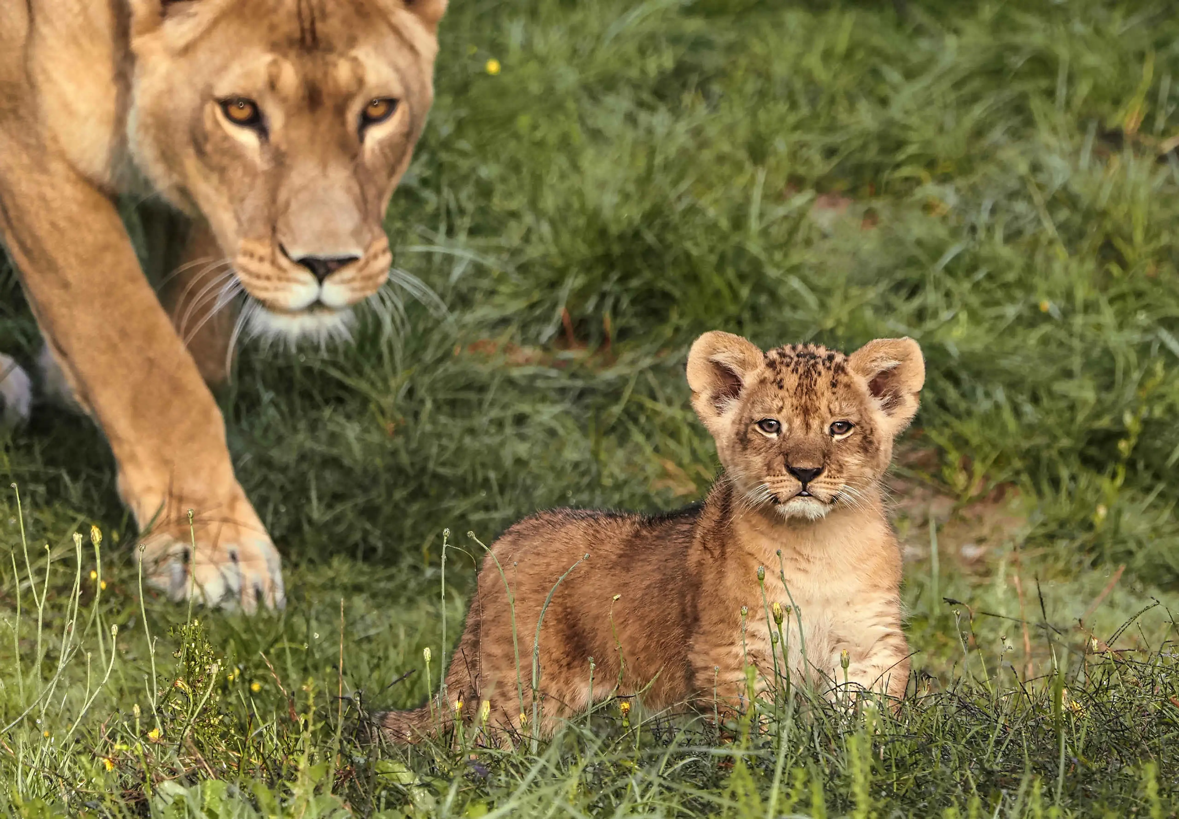 Leeuwenwelp met leeuwin in gras in Safaripark Beekse Bergen