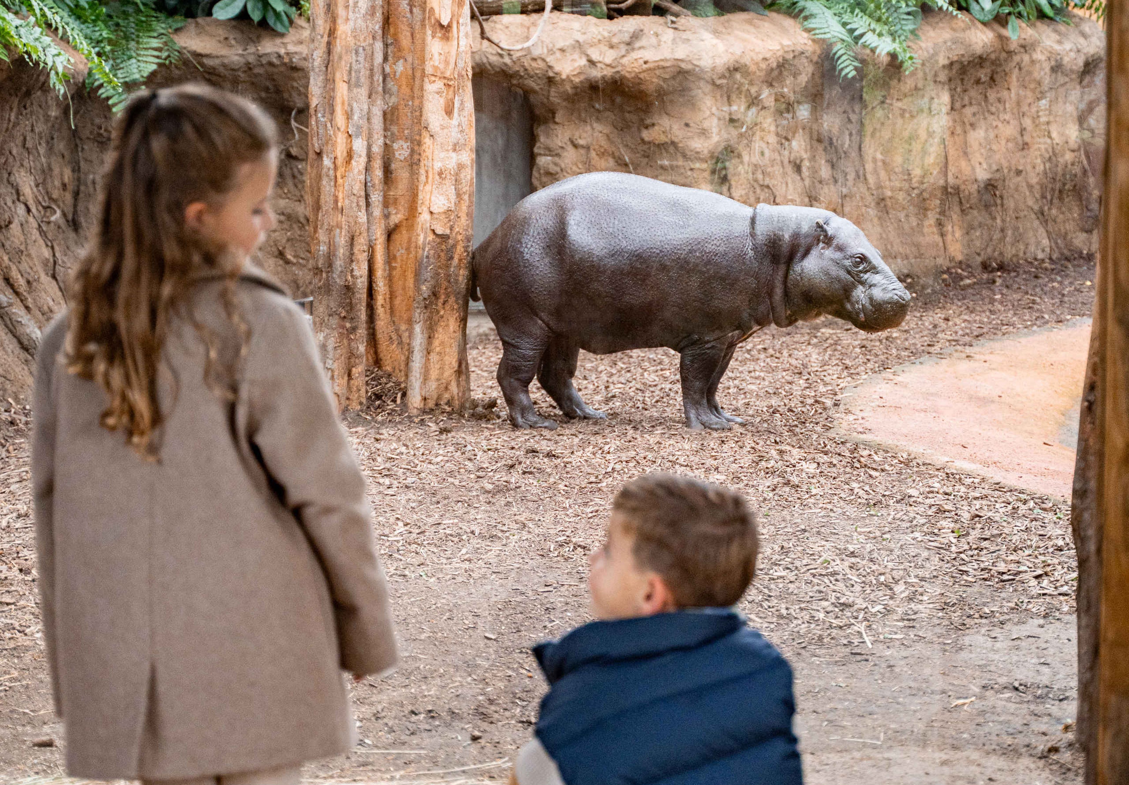 Een dwergnijlpaard in zijn binnenverblijf in ZooParc Overloon