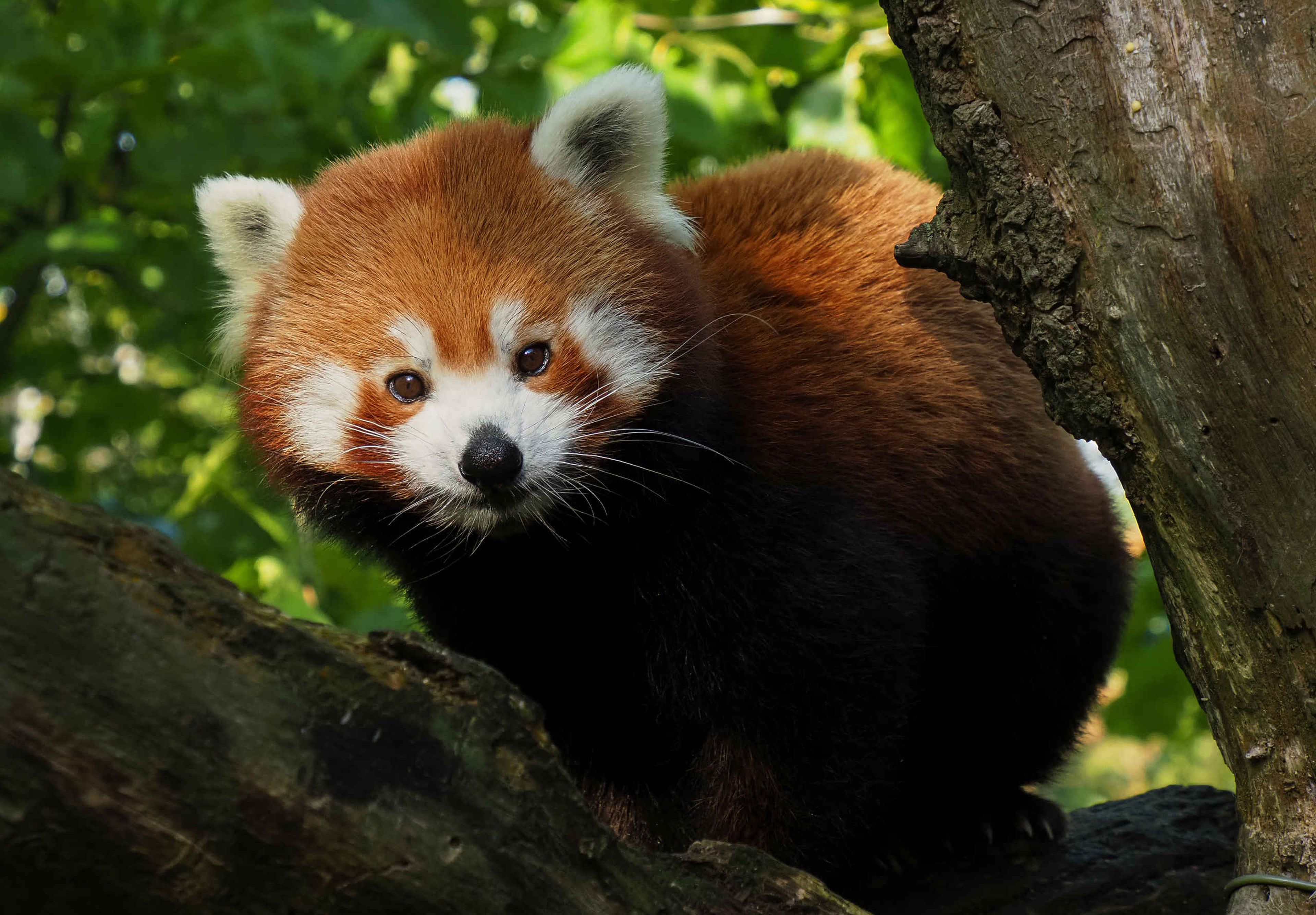 Rode panda close-up in AquaZoo Leeuwarden