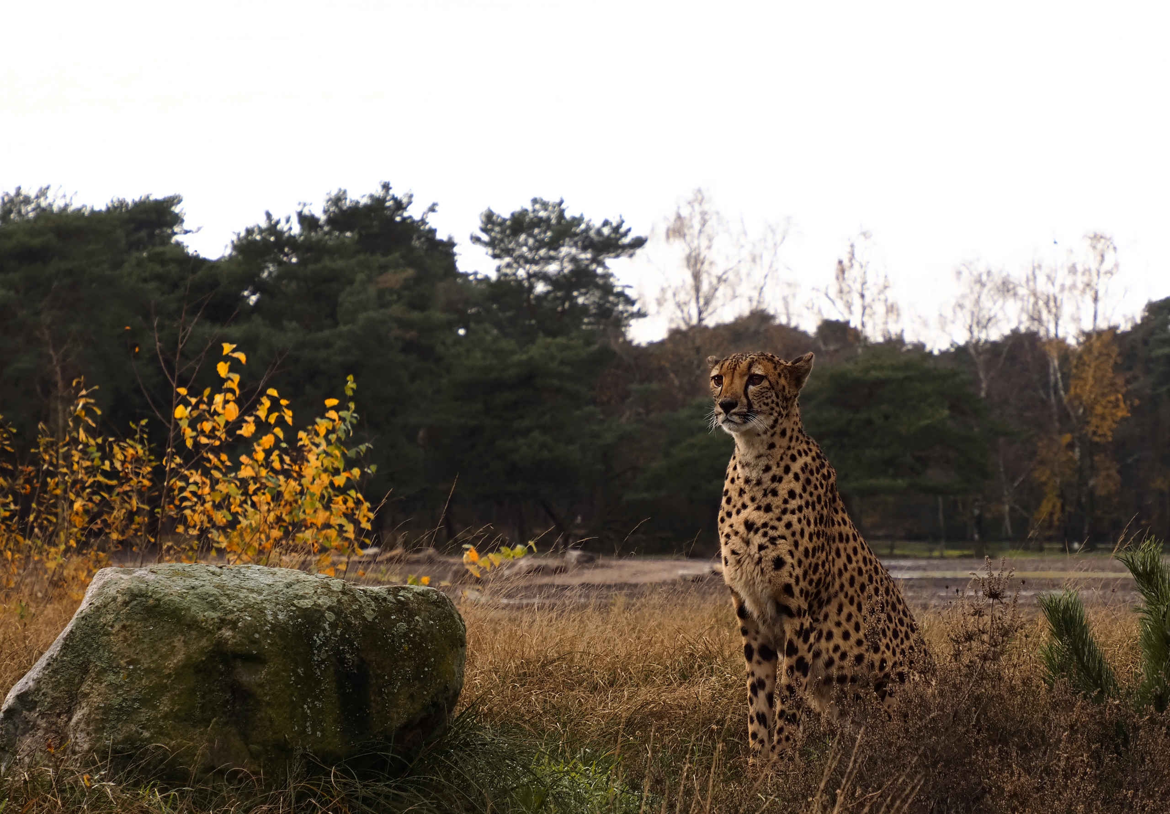 Zuidelijke cheetah zonsondergang Safaripark Beekse Bergen