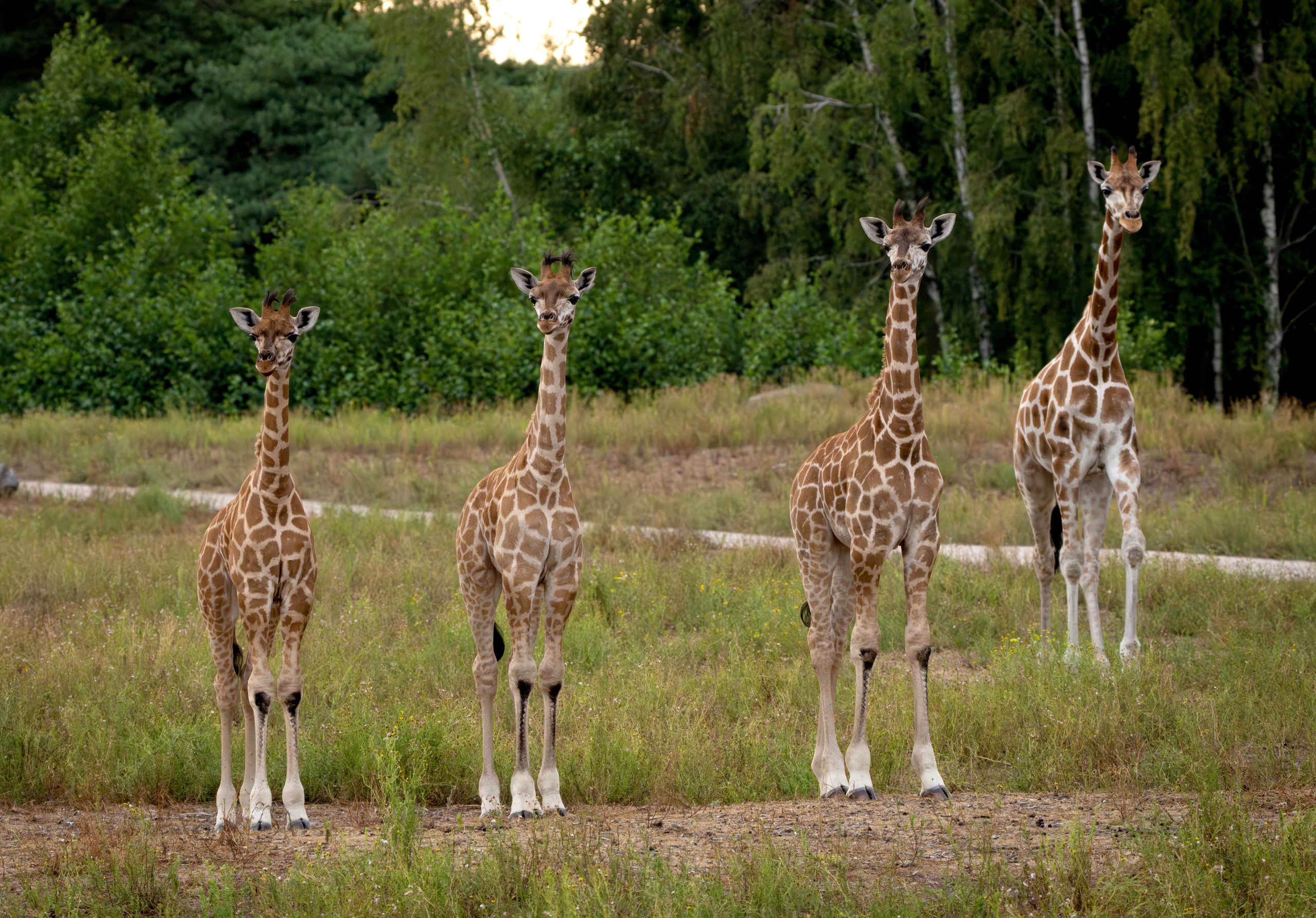 Jonge giraffen op de savanne in Safaripark Beekse Bergen