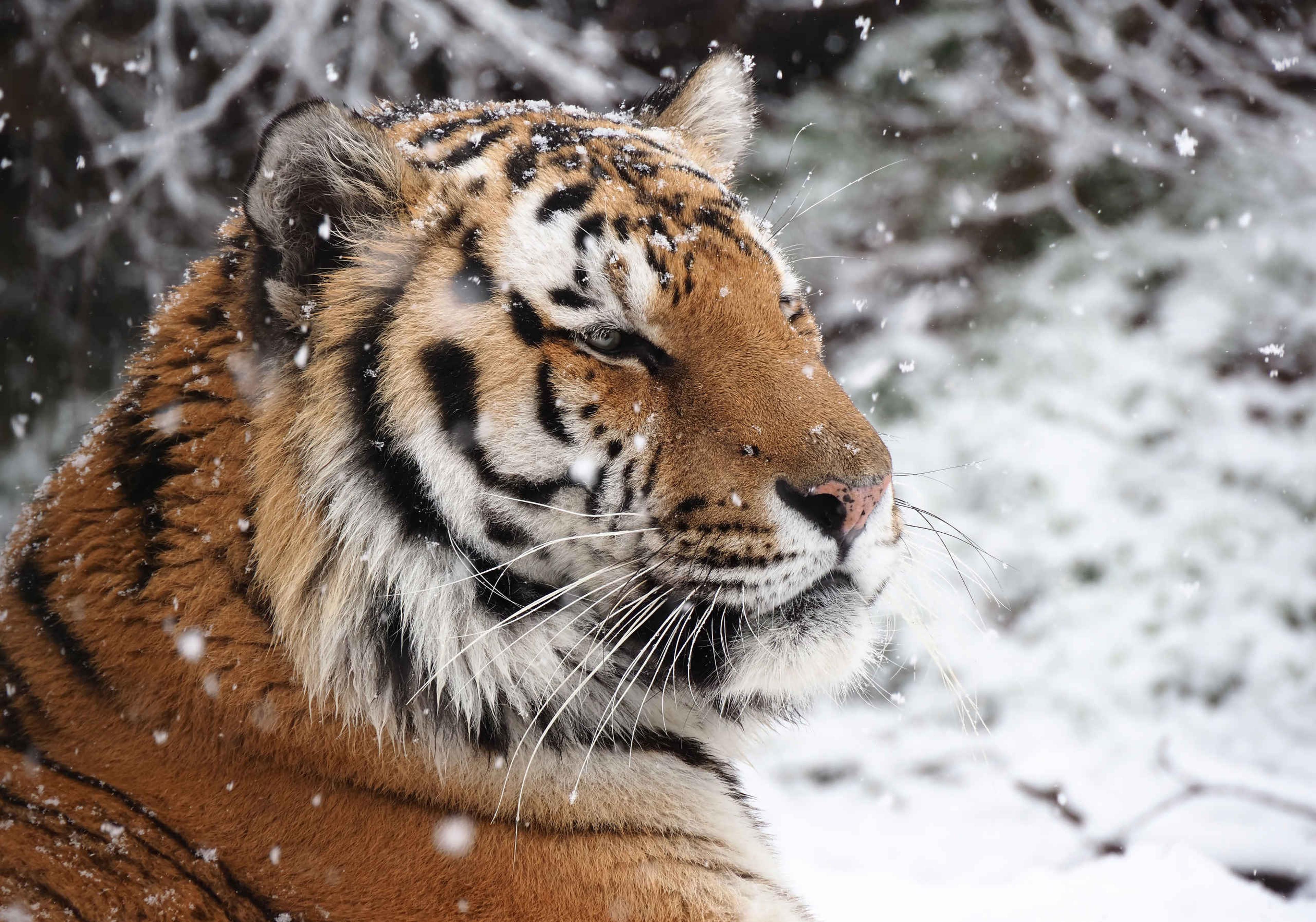 Tijger in de sneeuw in Safaripark Beekse Bergen