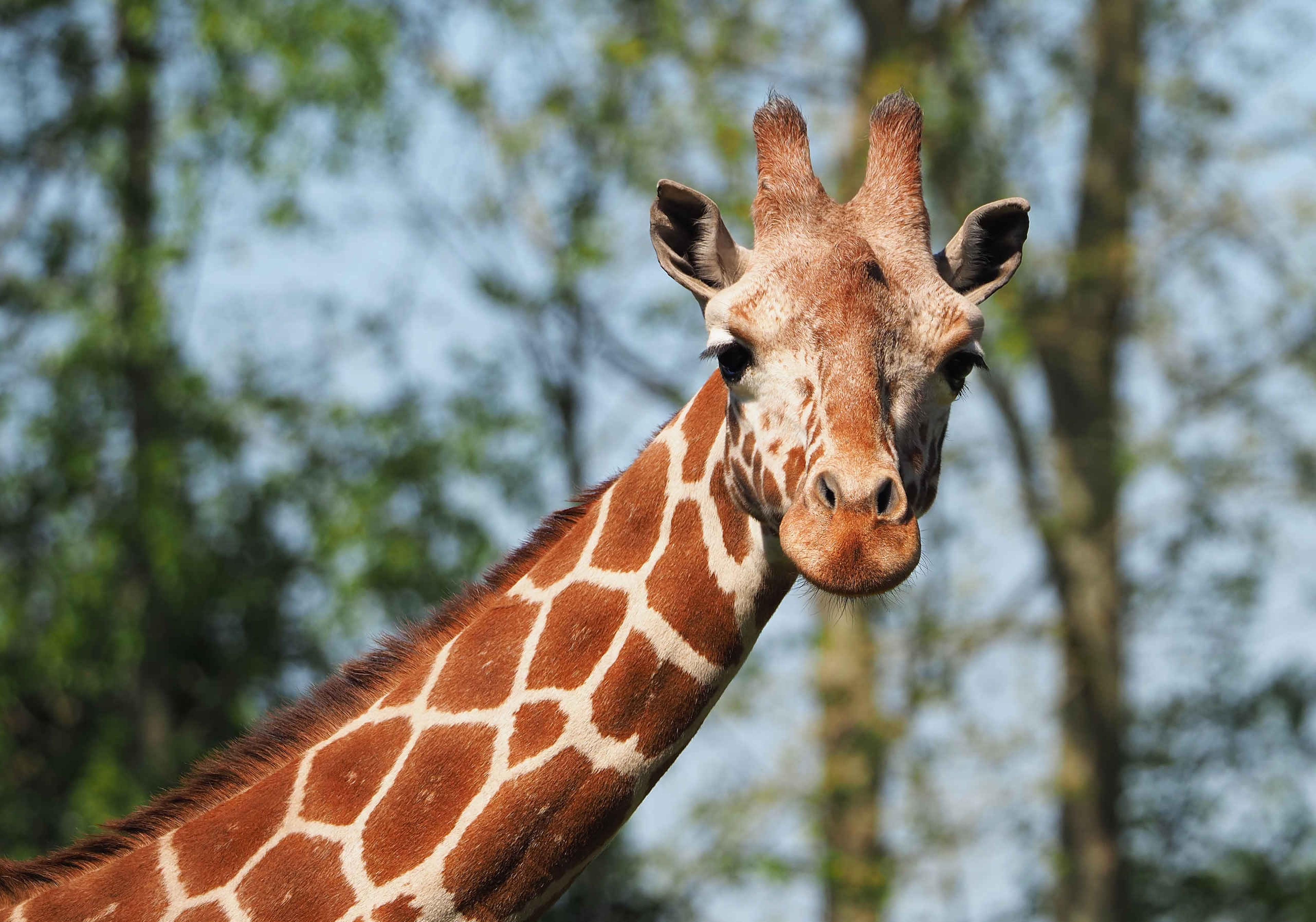 Close-up van een netgiraffe in dierentuin ZooParc Overloon in Nederland