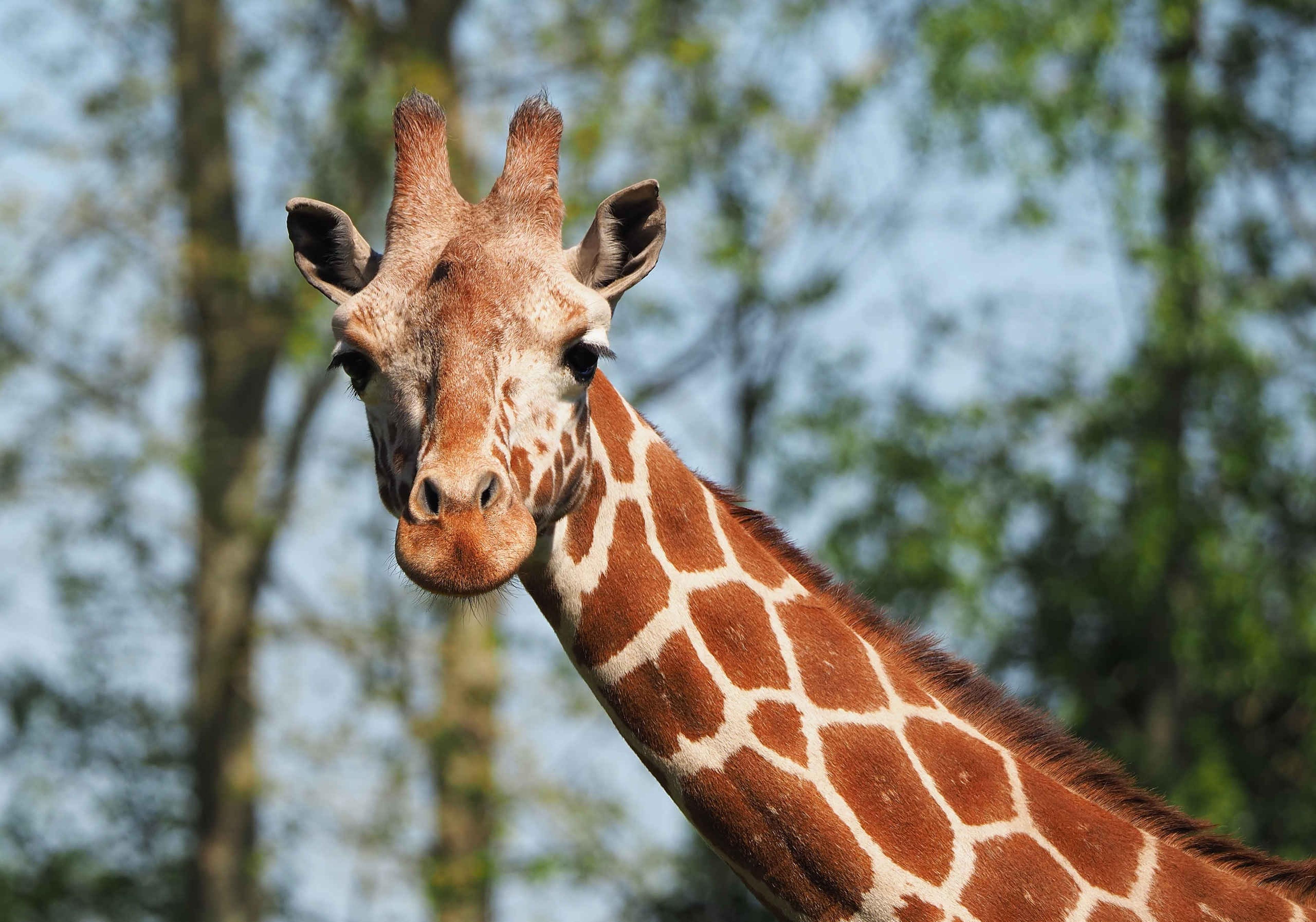 Netgiraffe dierentuin Nederland gespiegeld ZooParc Overloon