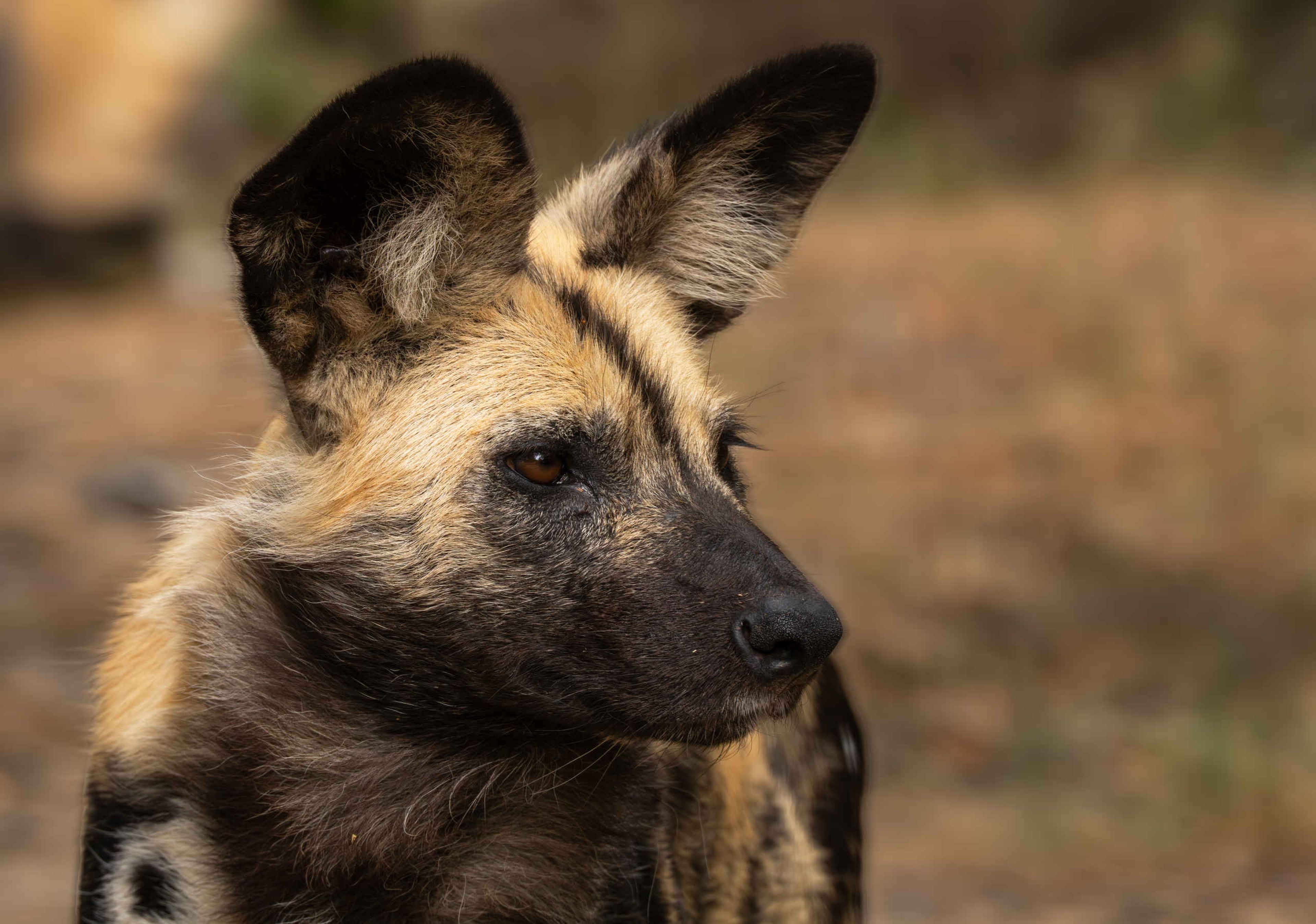 Wilde hond close-up in Safaripark Beekse Bergen