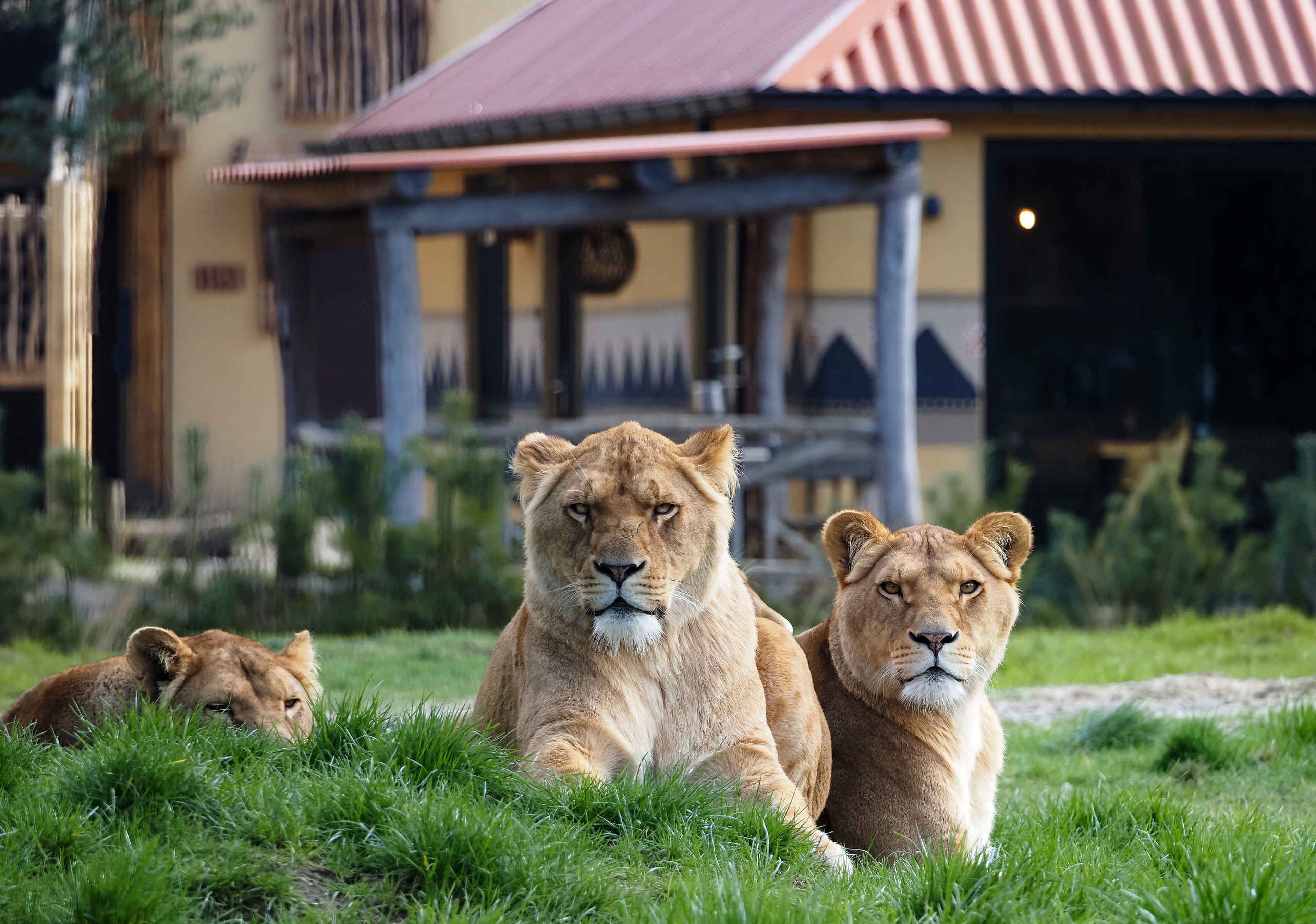 Leeuwen liggen op de leeuwenvlakte bij Safari Resort Beekse Bergen