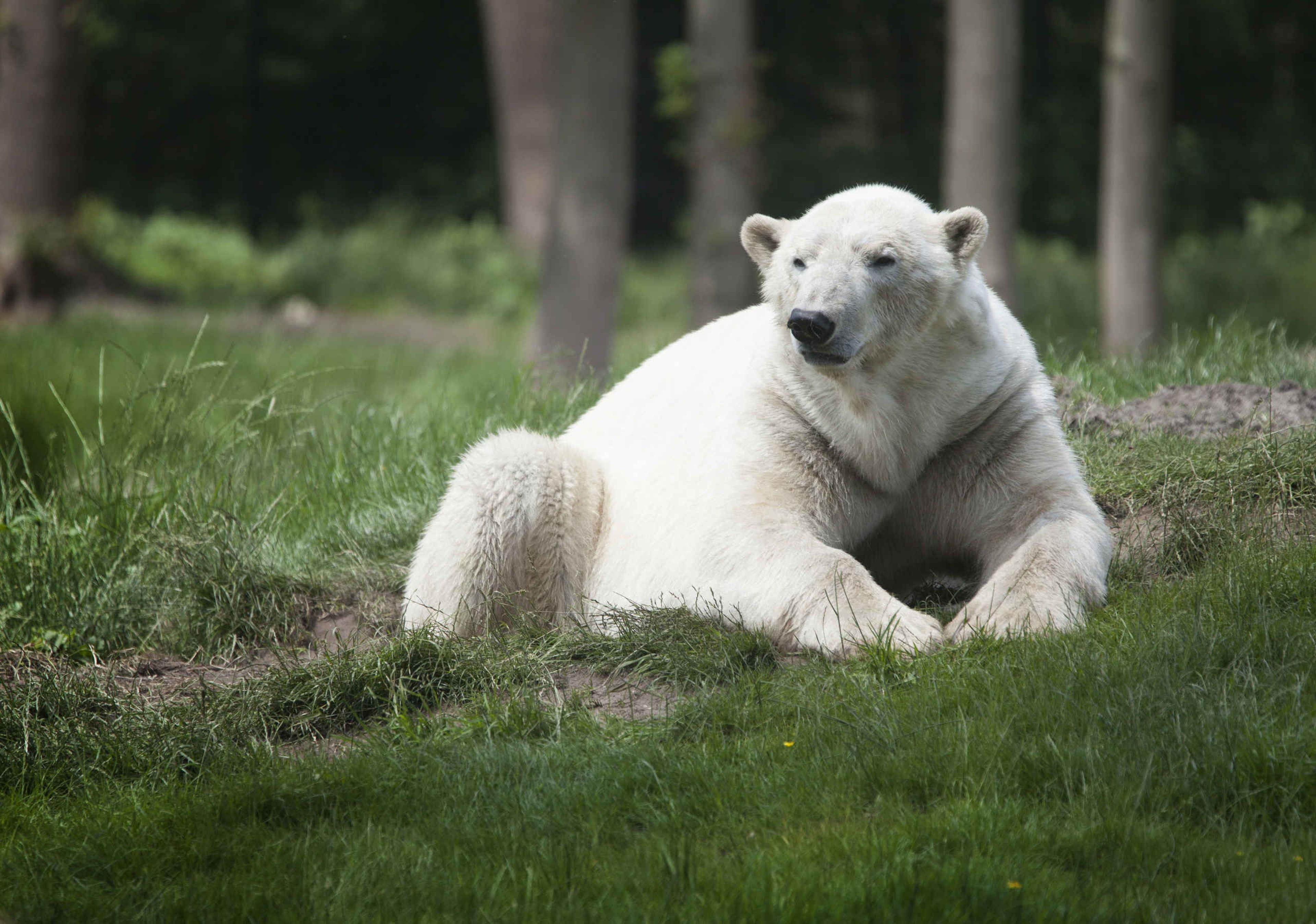 IJsbeer in het gras AquaZoo Leeuwarden