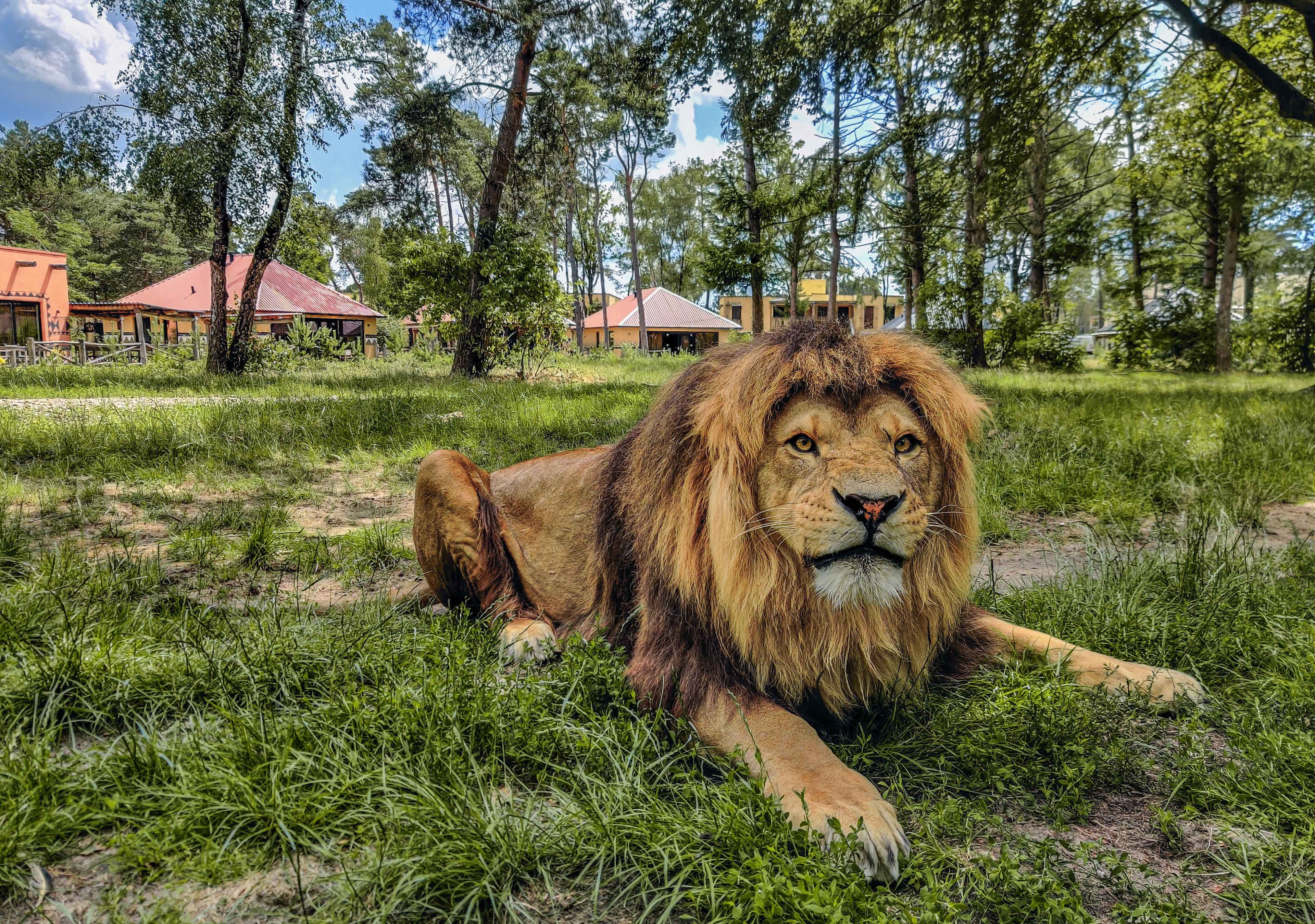 Leeuw op de savanne bij de Savanne Lodges op Safari Resort Beekse Bergen