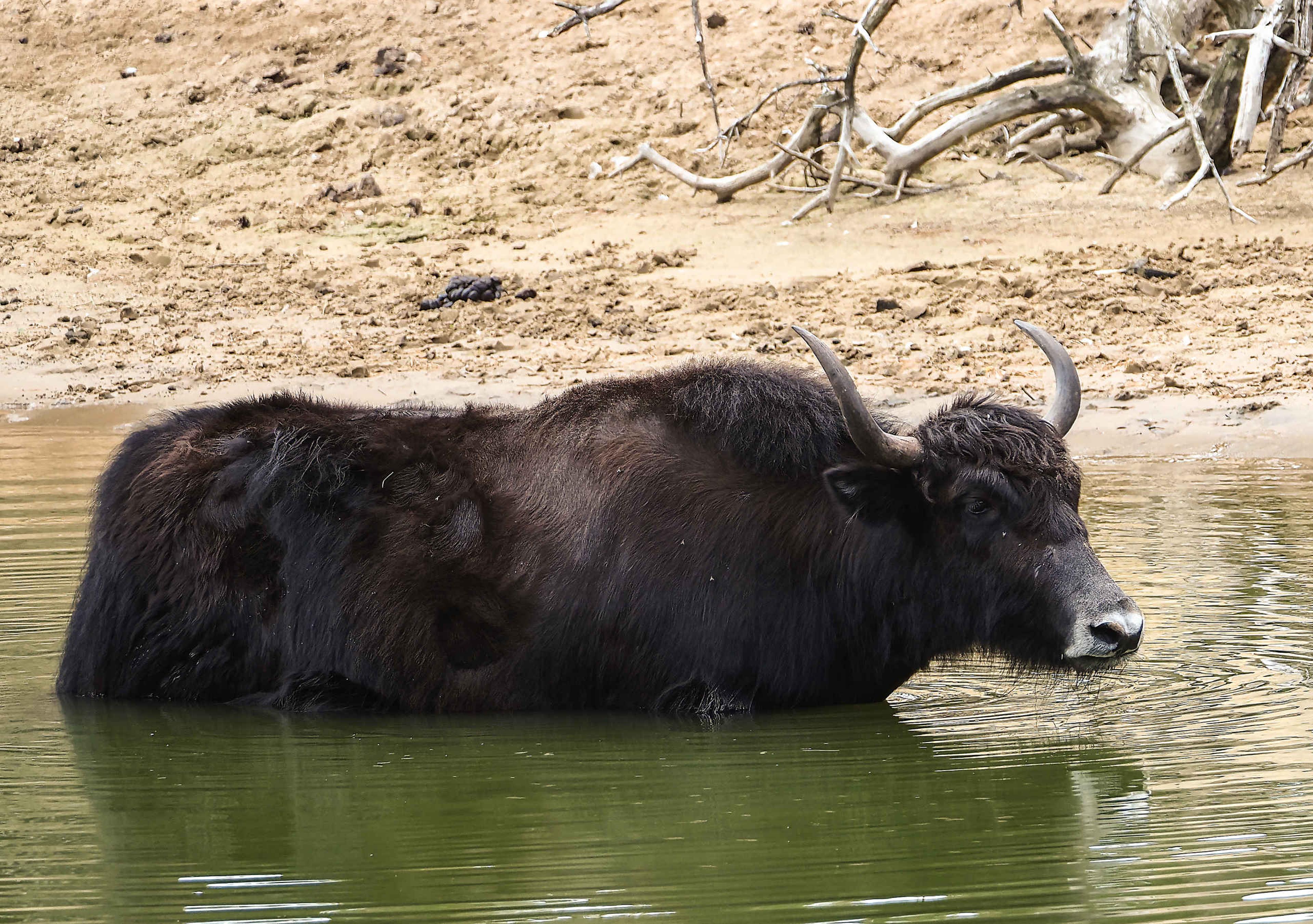 Jak in het water in Safaripark Beekse Bergen