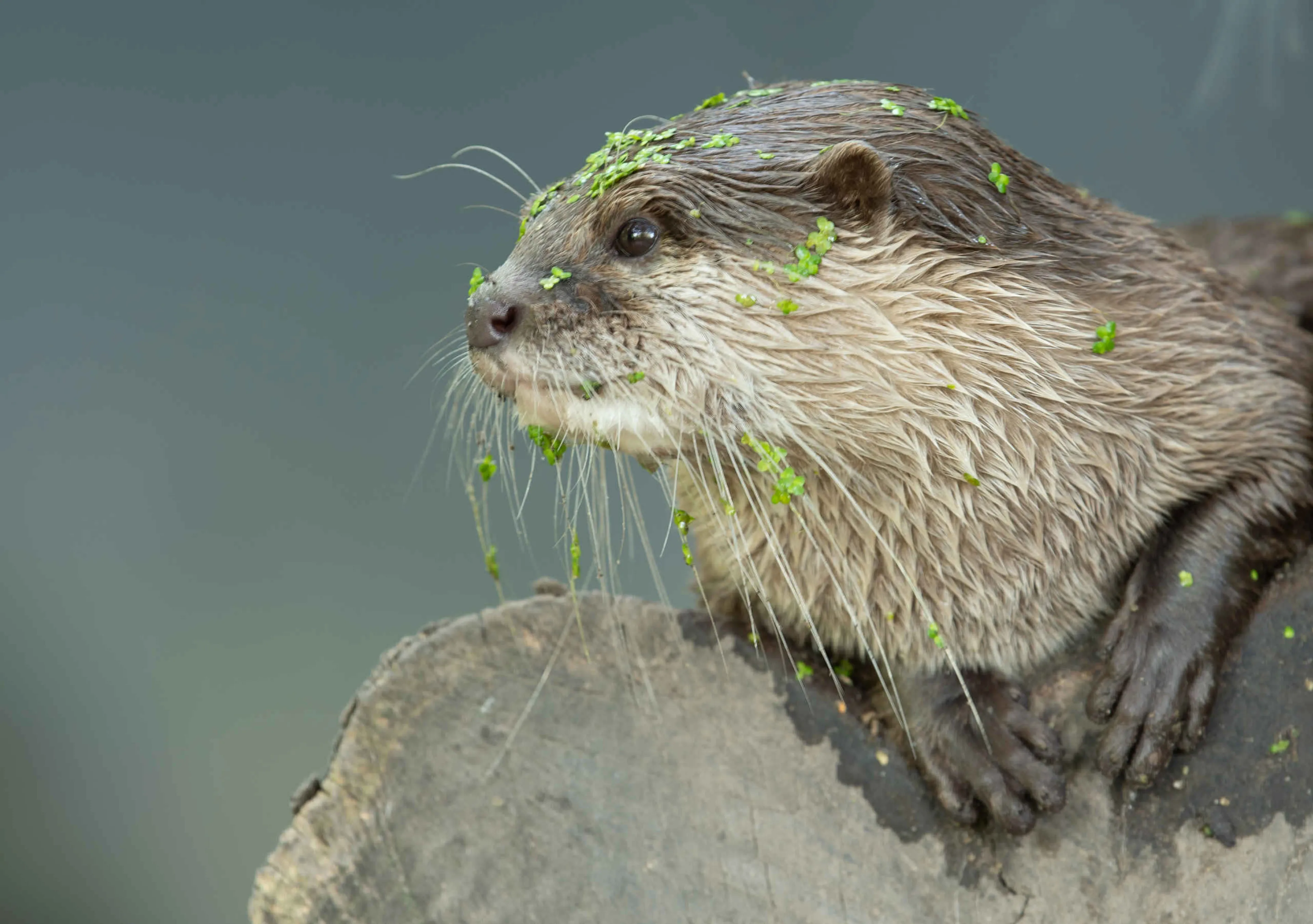 Aziatische kleinklauwotter close-up kroos op hoofd Eindhoven Zoo