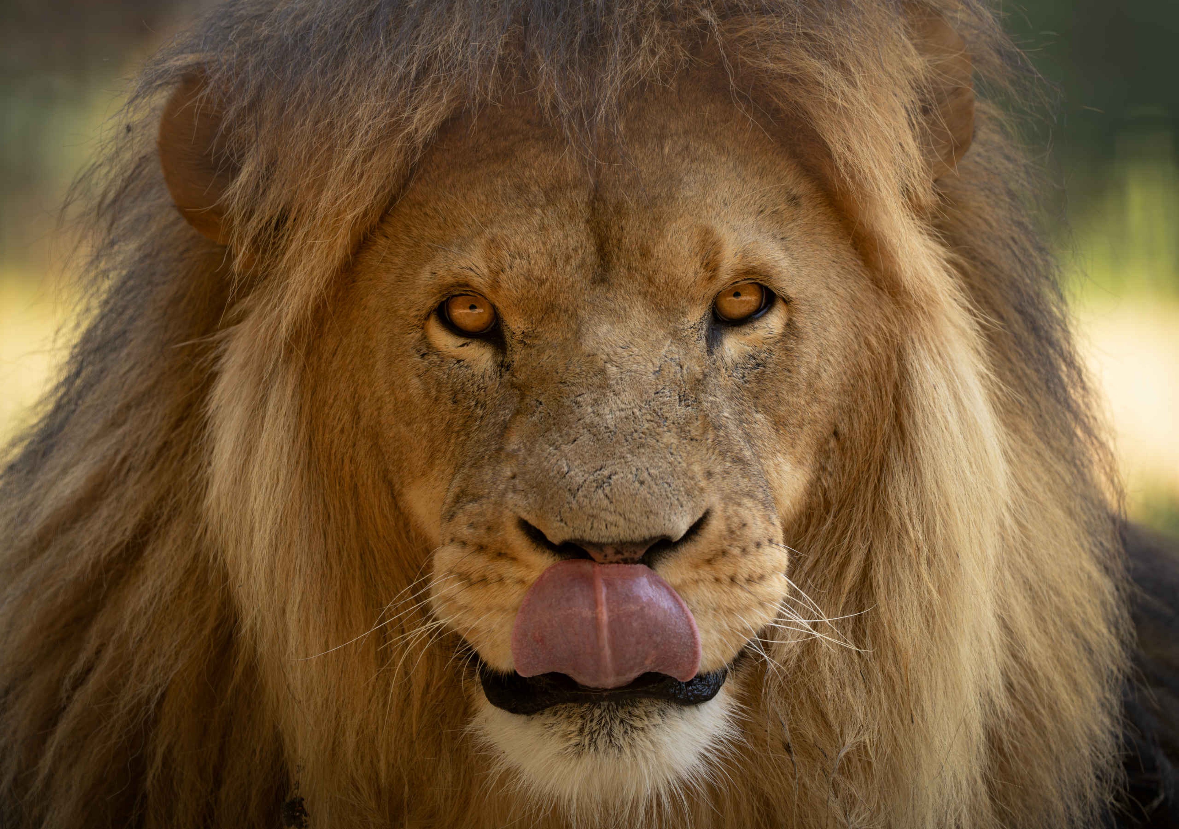 Close-up van een leeuw met tong in Safaripark Beekse Bergen