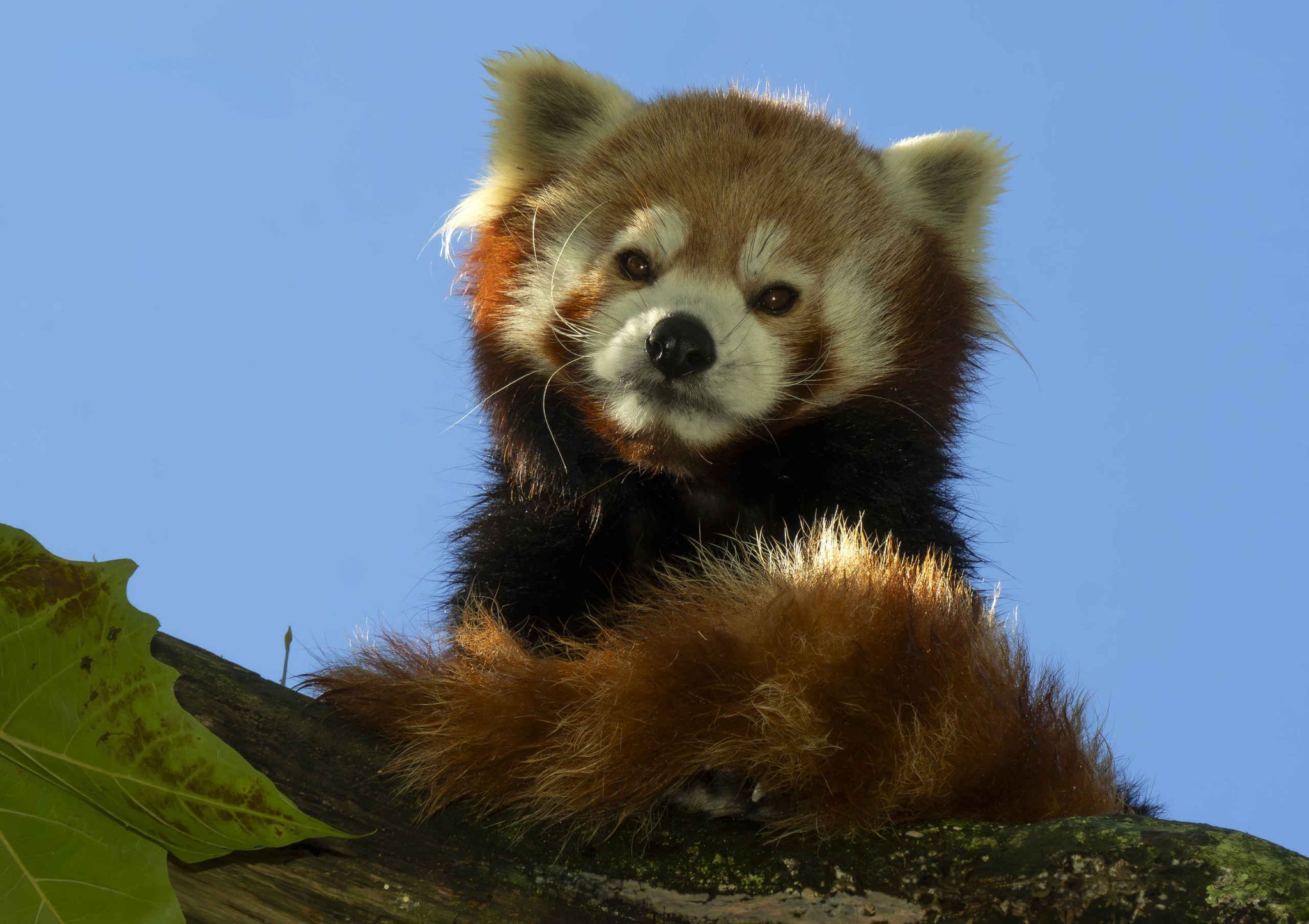 Close-up rode panda op een boom in Safaripark Beekse Bergen