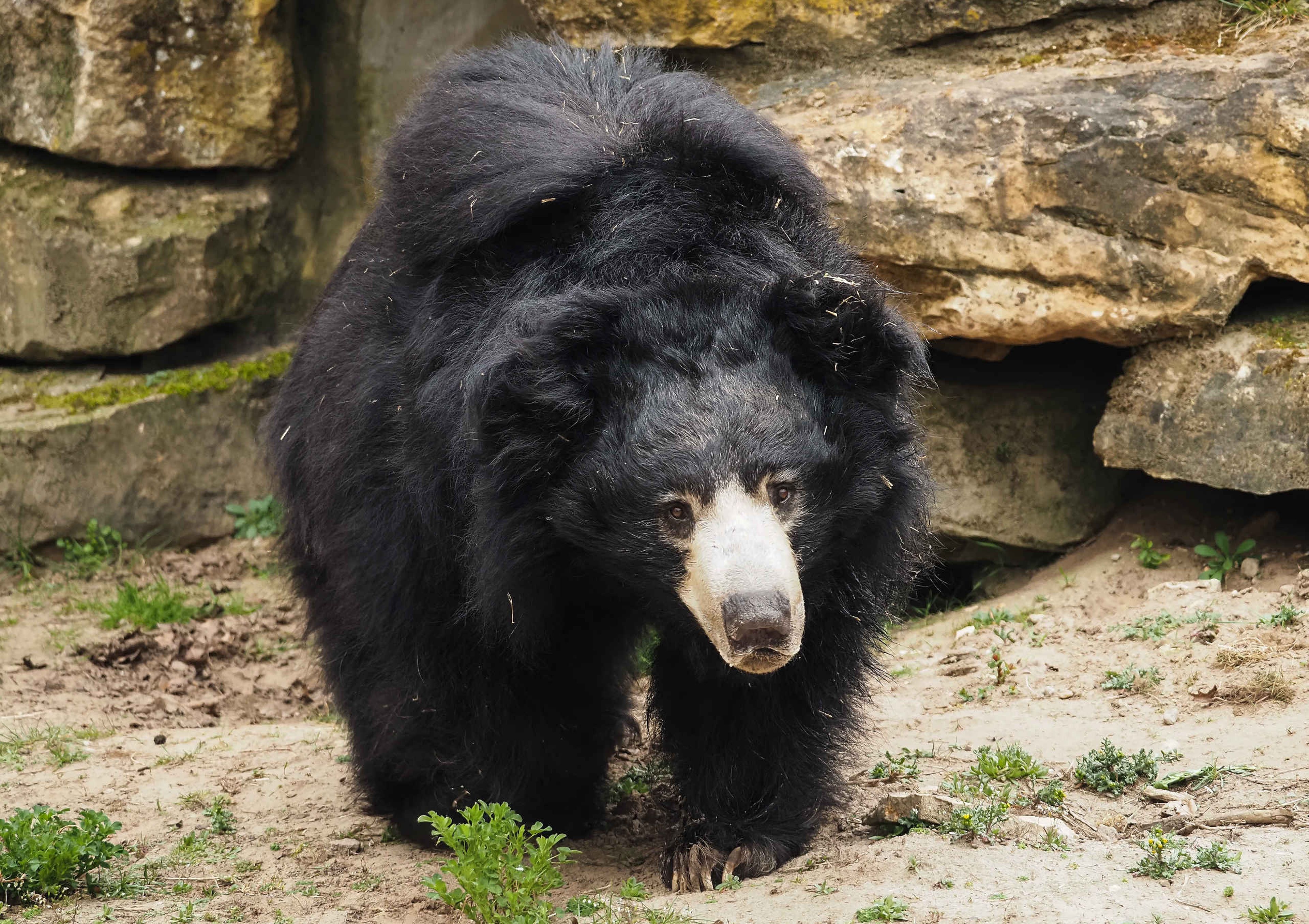 Lippenbeer voor stenen in Safaripark Beekse Bergen