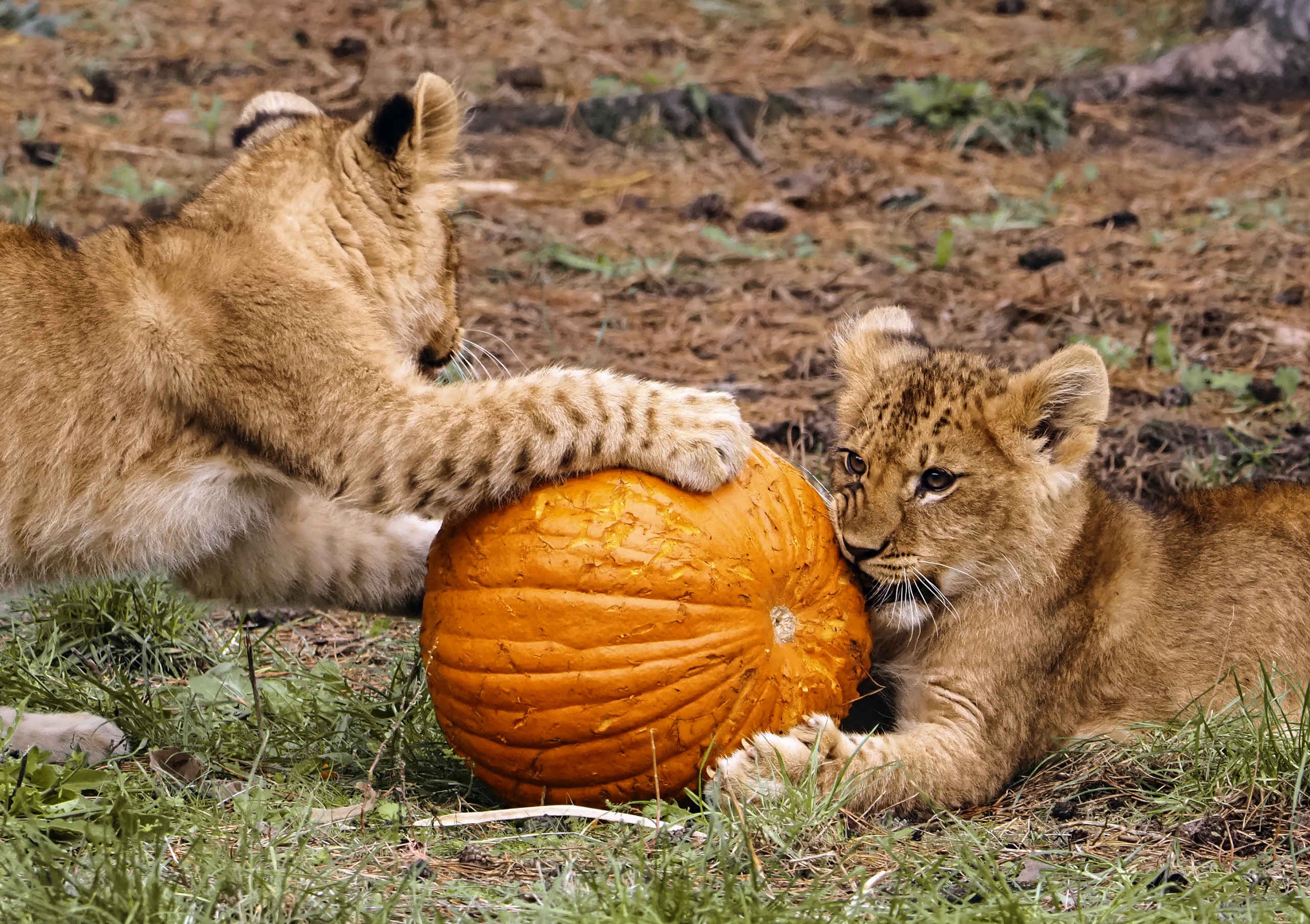 Welpjes spelen met een pompoen in de herfst in Safaripark Beekse Bergen