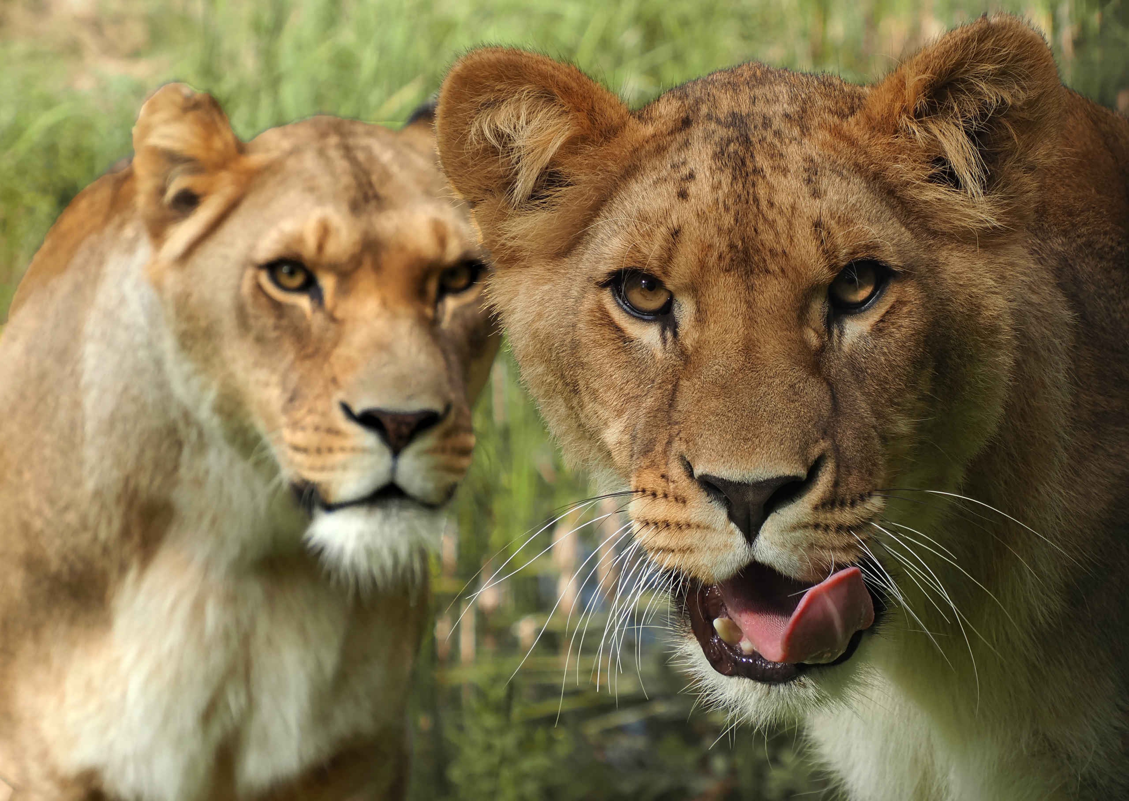 Twee Afrikaanse leeuwen op een savanne bij Safaripark Beekse Bergen dat je kan bezoeken met de AttractiePas van Vakantiepark Dierenbos.