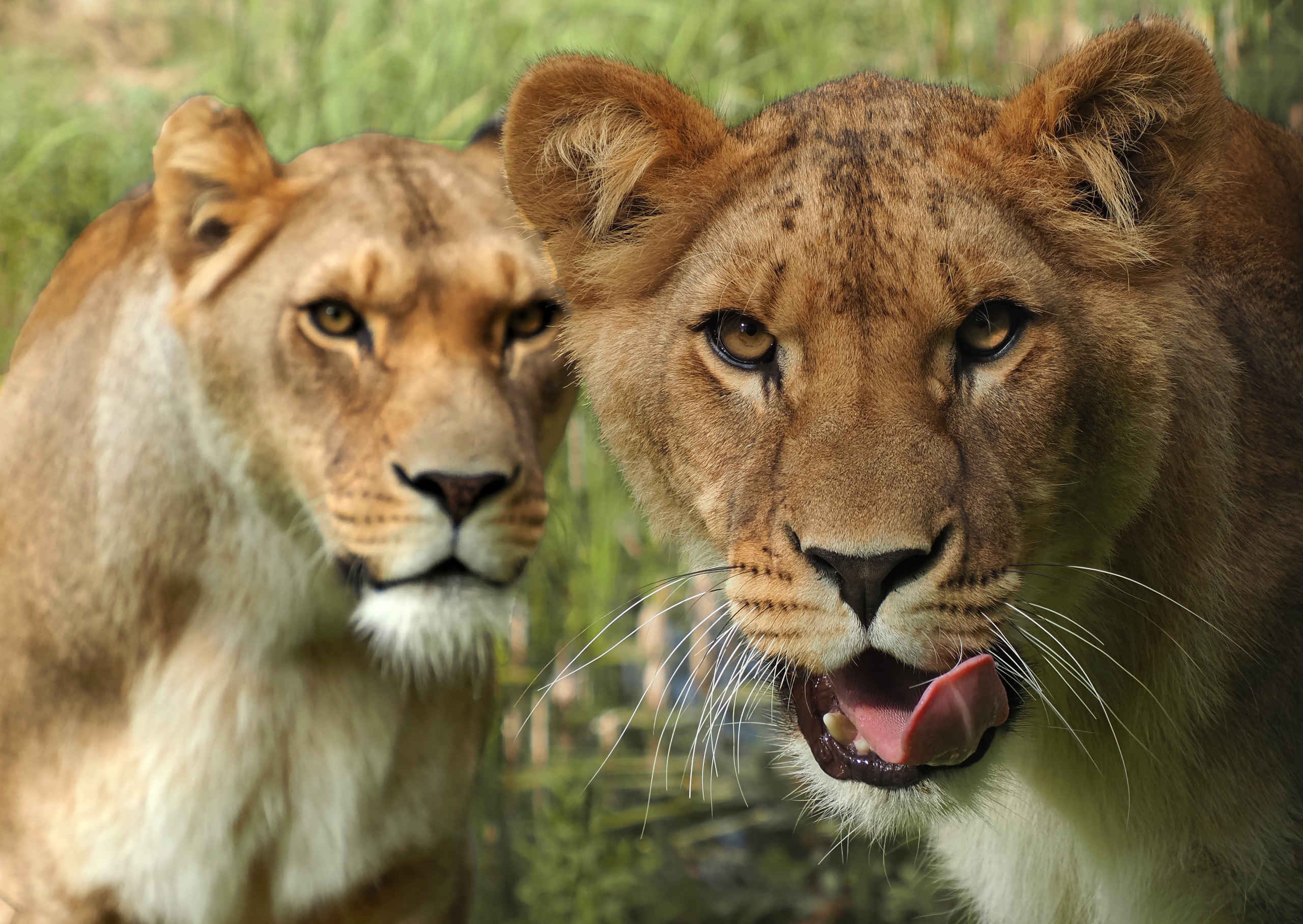 Twee leeuwen op de savanne bij Safaripark Beekse Bergen, dat je kunt bezoeken als je overnacht bij Safari Hotel Beekse Bergen na je bezoek aan Bar & Restaurant Nommos.
