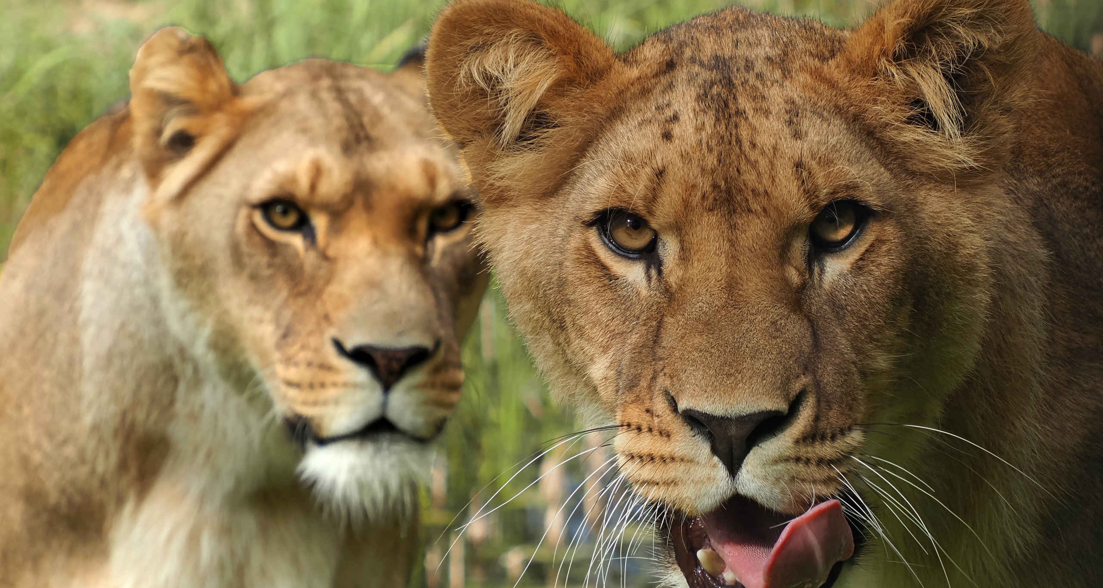 Leeuwen close-up in Safaripark Beekse Bergen Dierentuintickets.nl